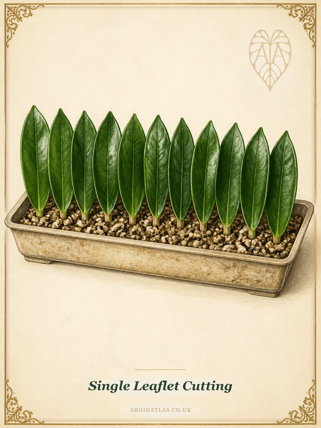 Single Leaflet Cutting (Slowest, Highest Yield)