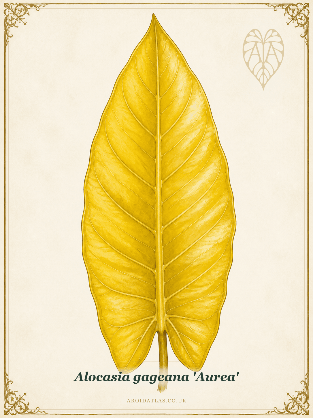 Gageana Aurea