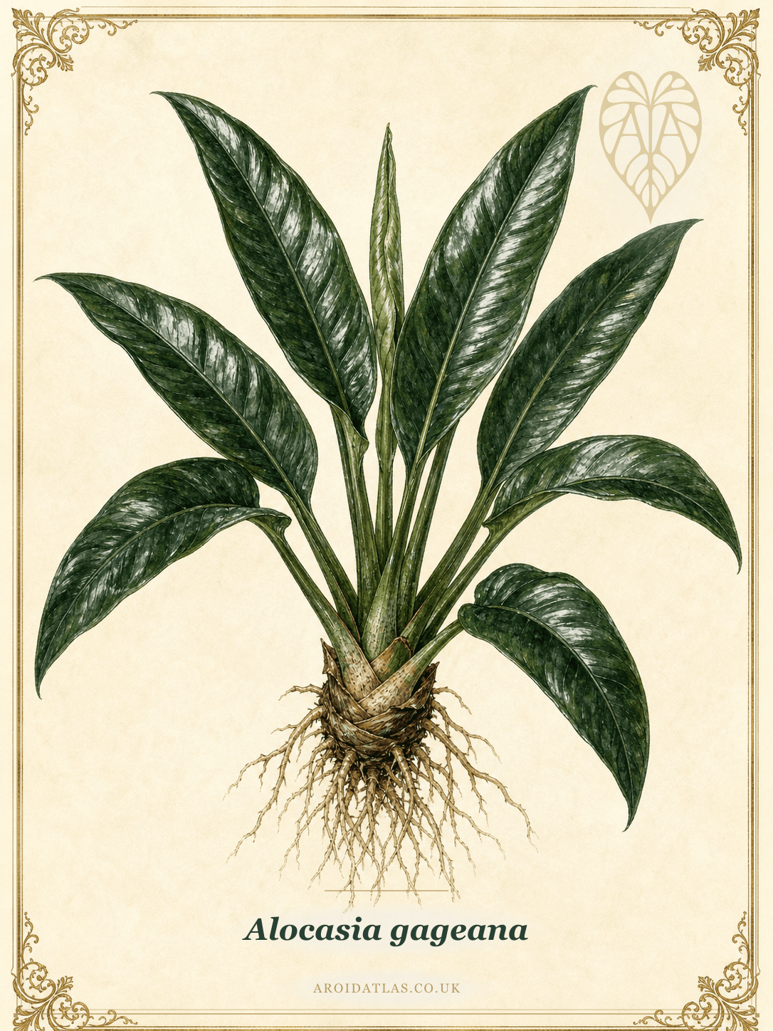 Alocasia gageana