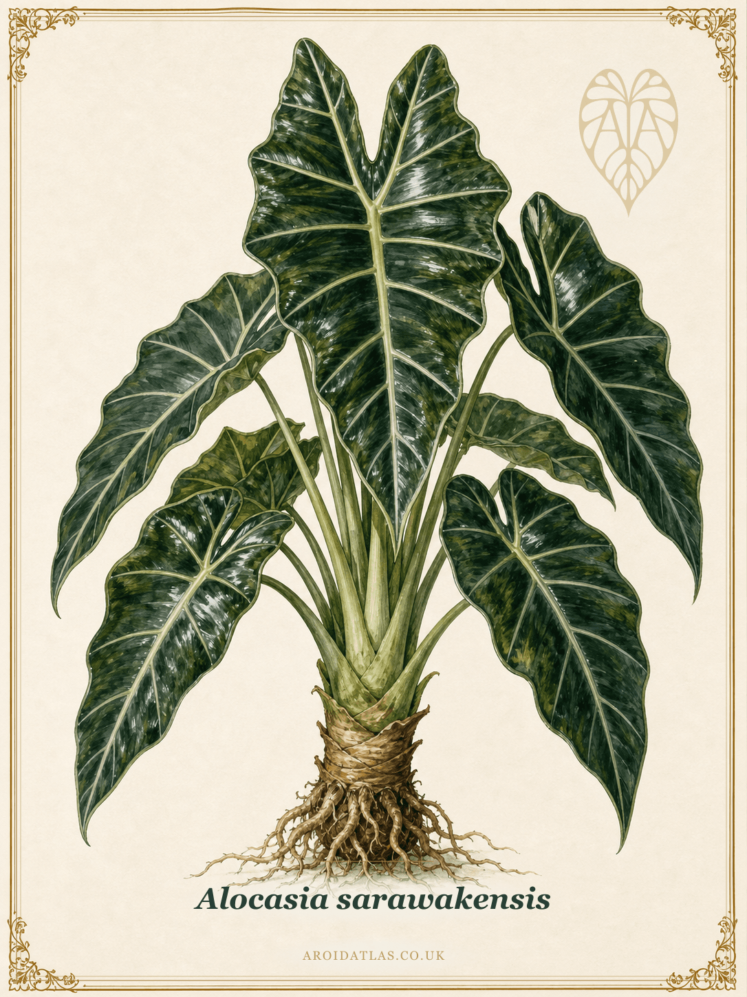 Sarawak Alocasia
