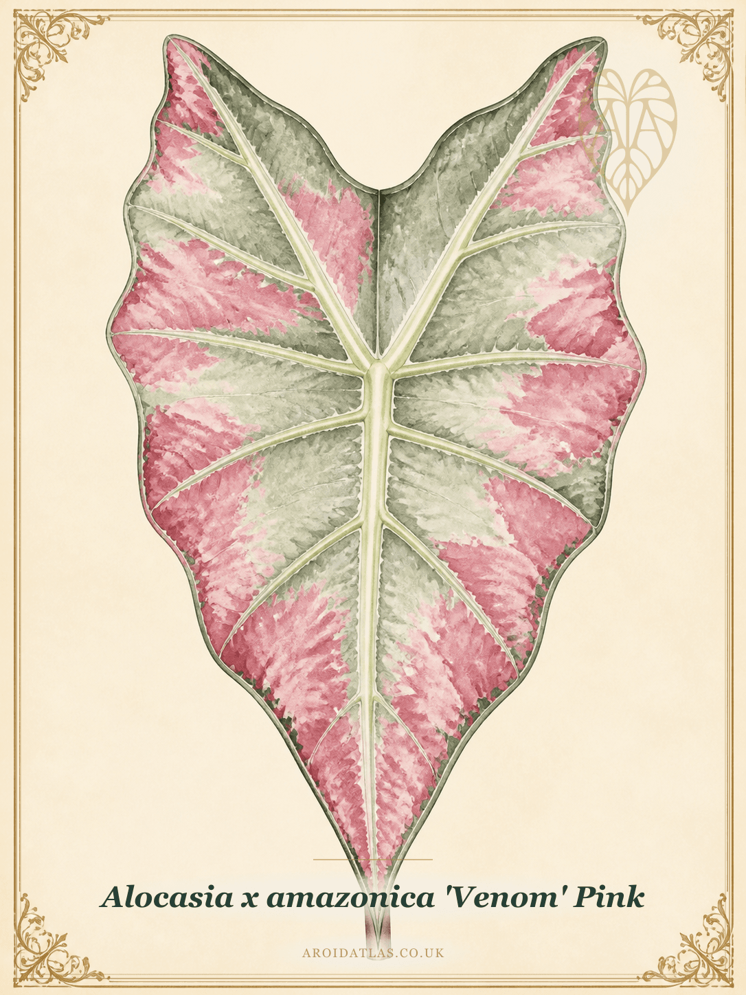Pink Venom Alocasia