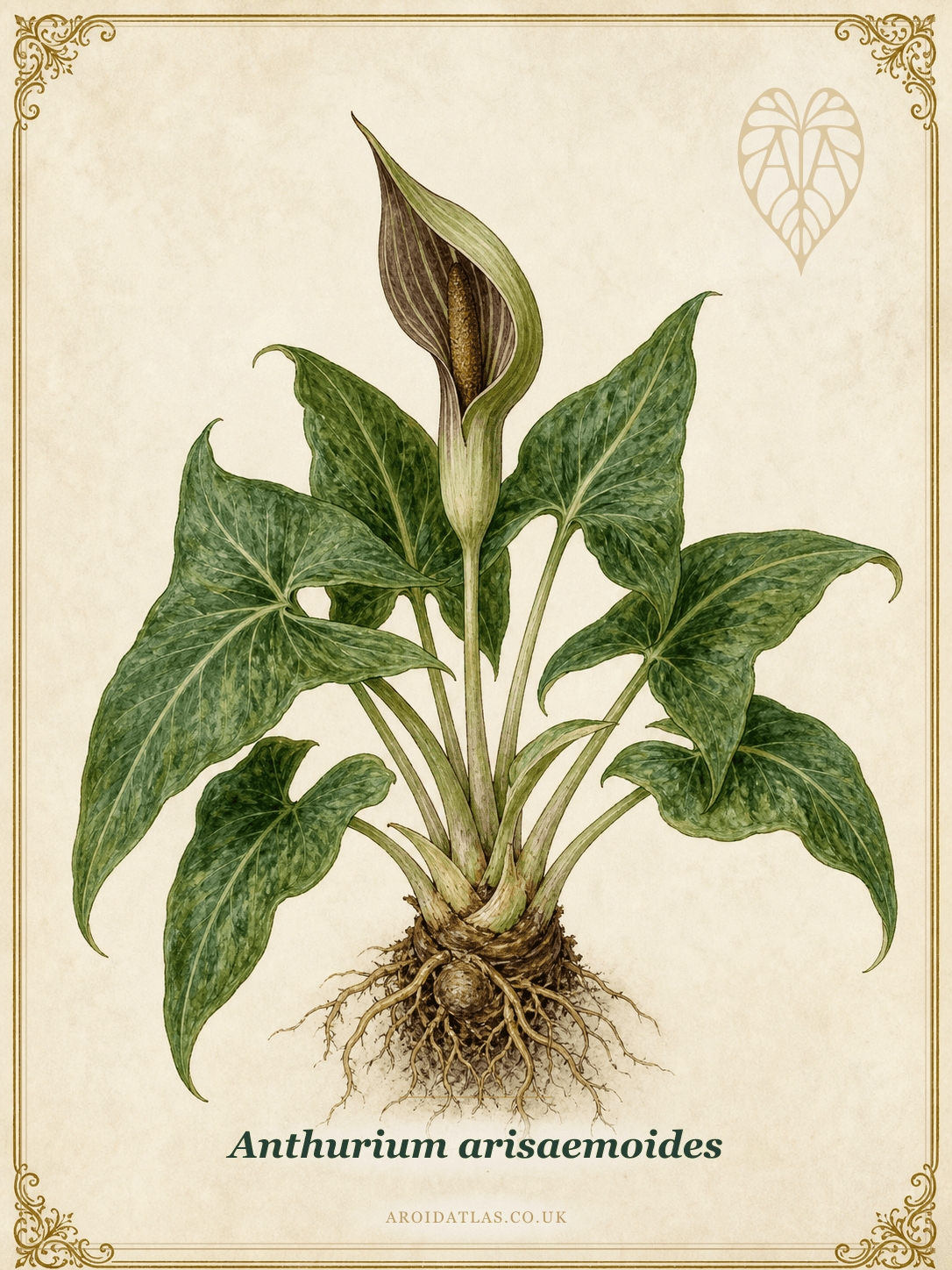 Arisaemoides Anthurium
