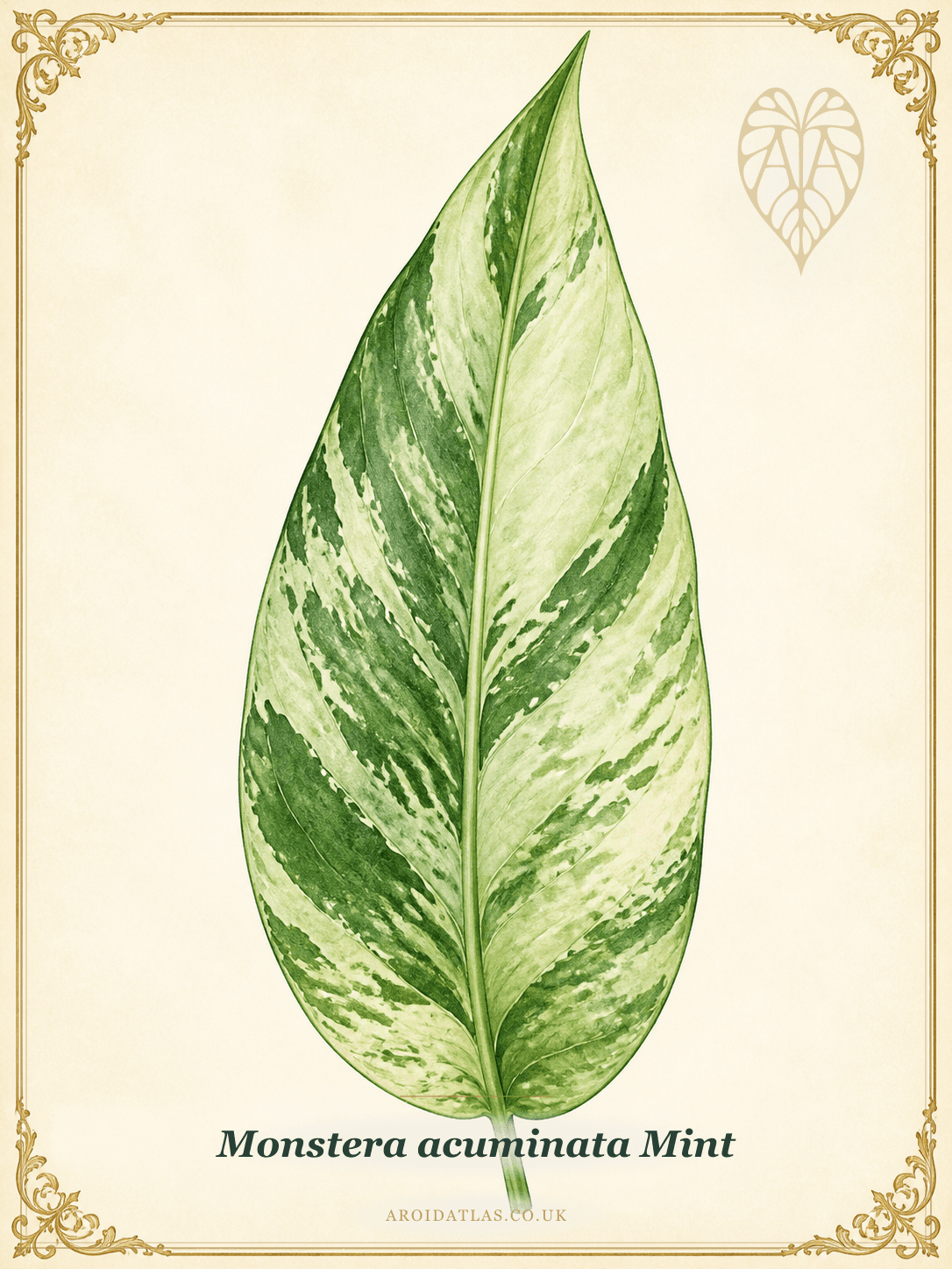 Full Mint Acuminata Monstera