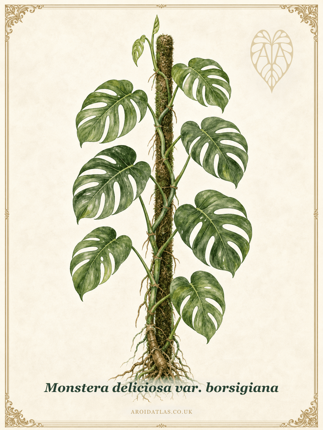 Borsigiana Monstera