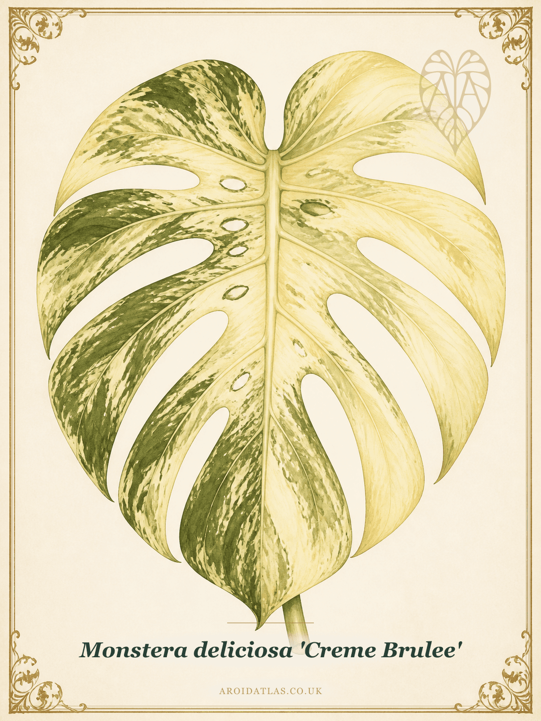 Creme Brulee Monstera