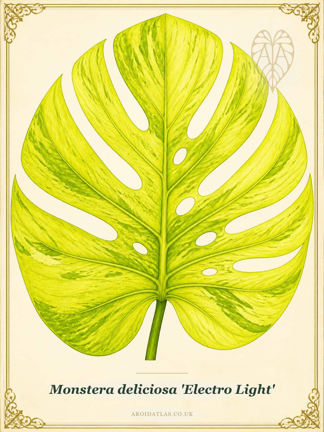 Electro Light Monstera