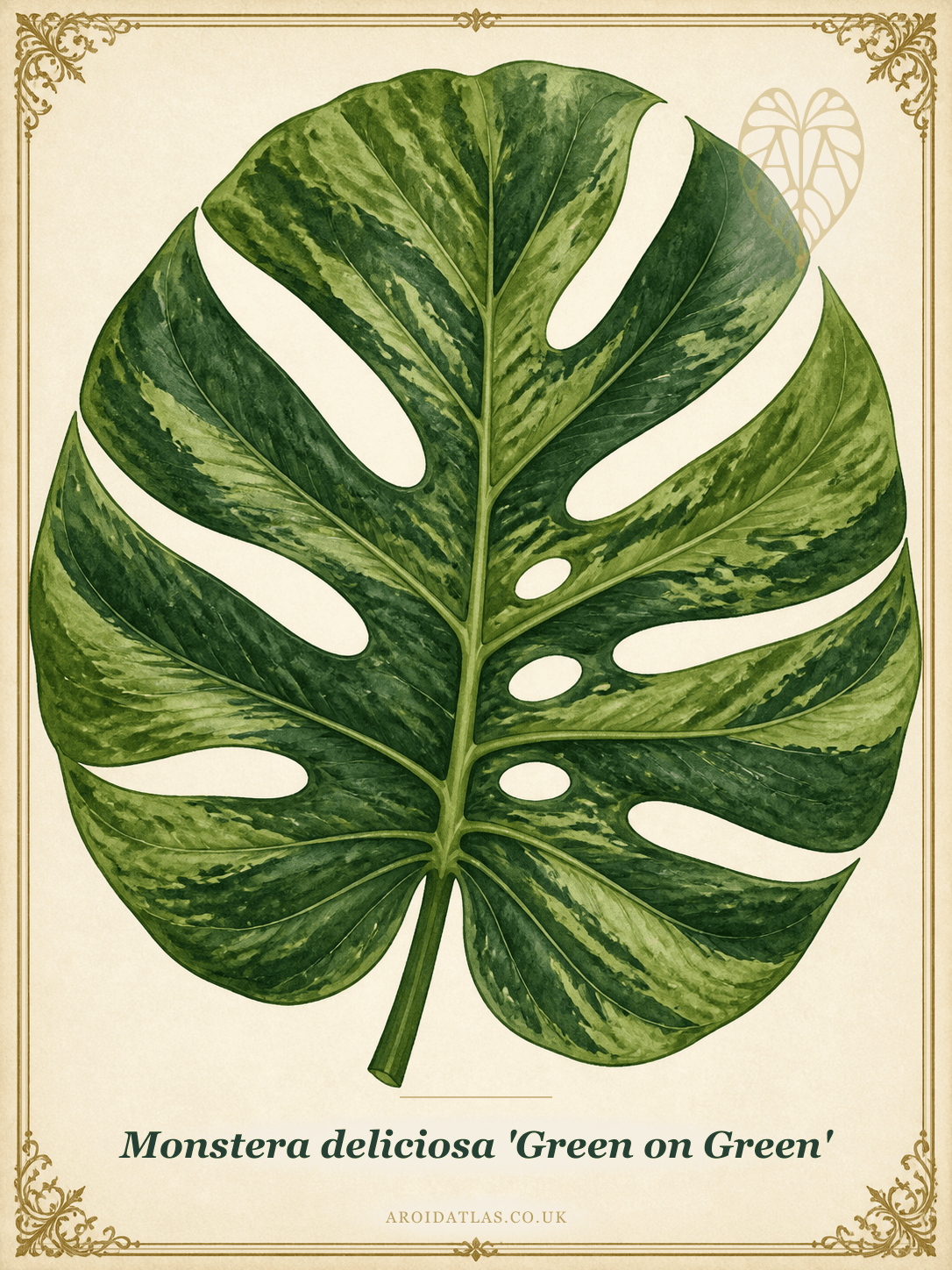 Green on Green Monstera