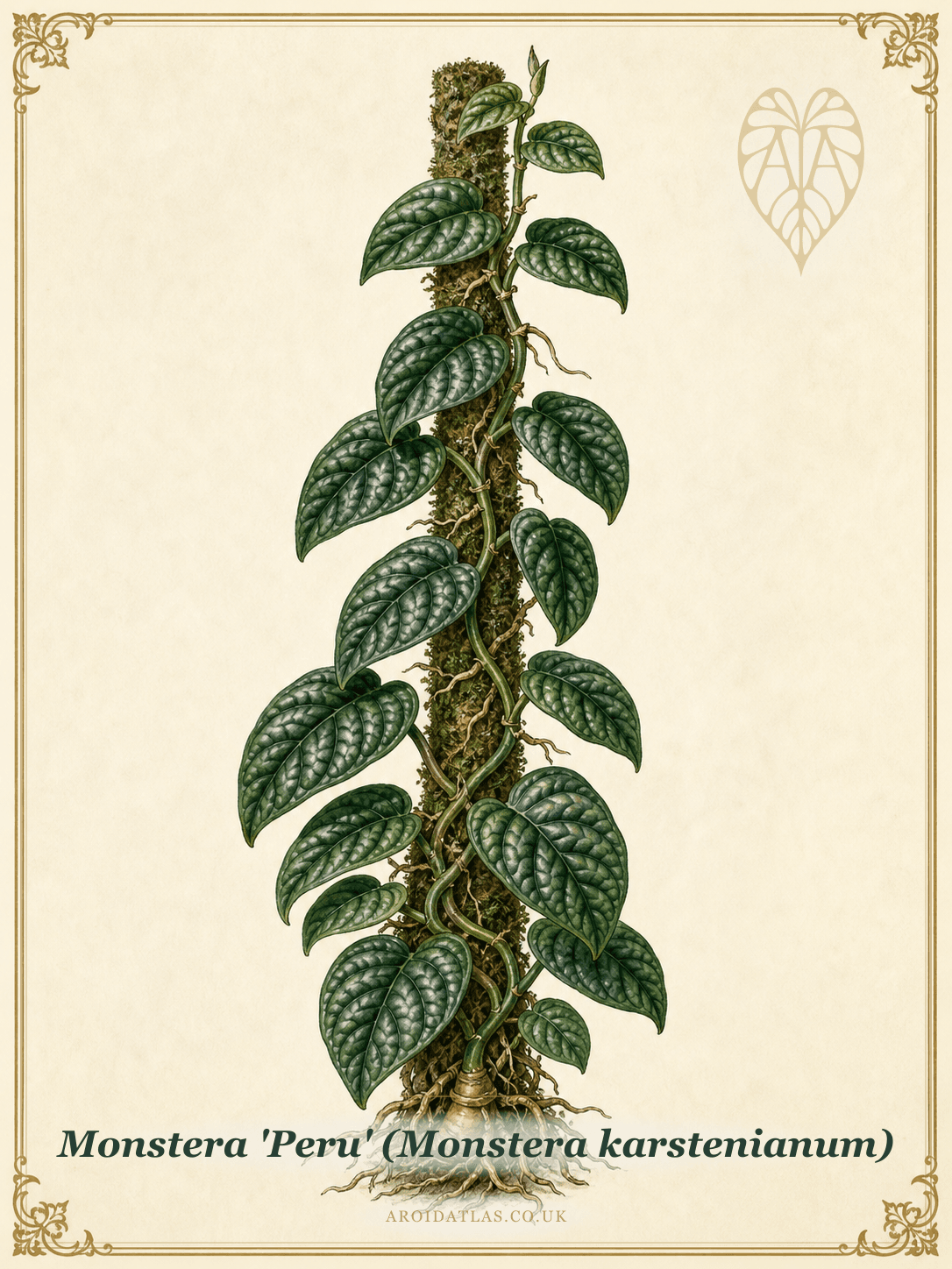 Monstera Peru
