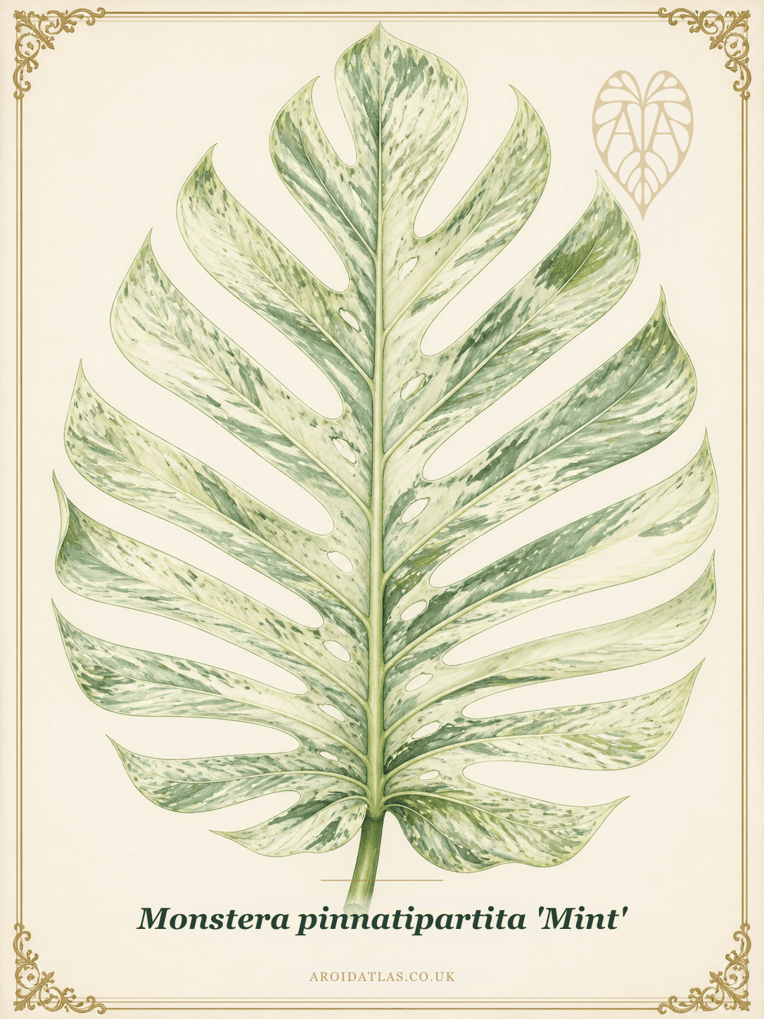 Mint Pinnatipartita