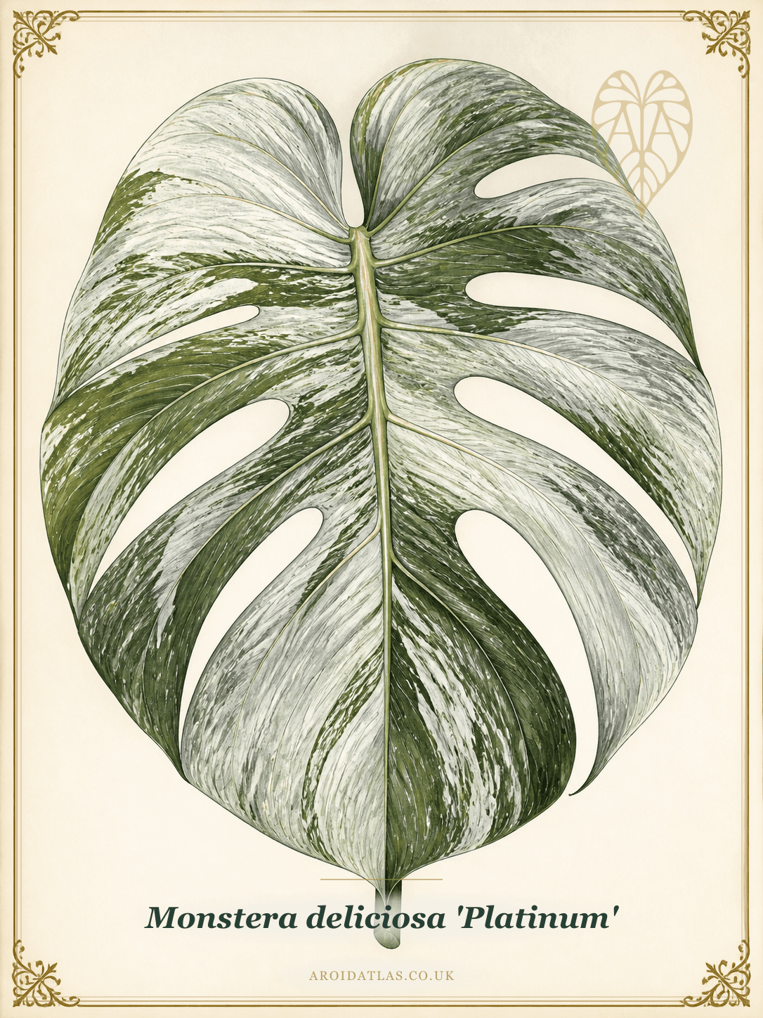 Platinum Monstera