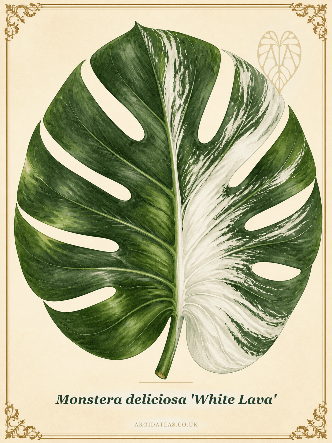 Monstera deliciosa 'White Lava'