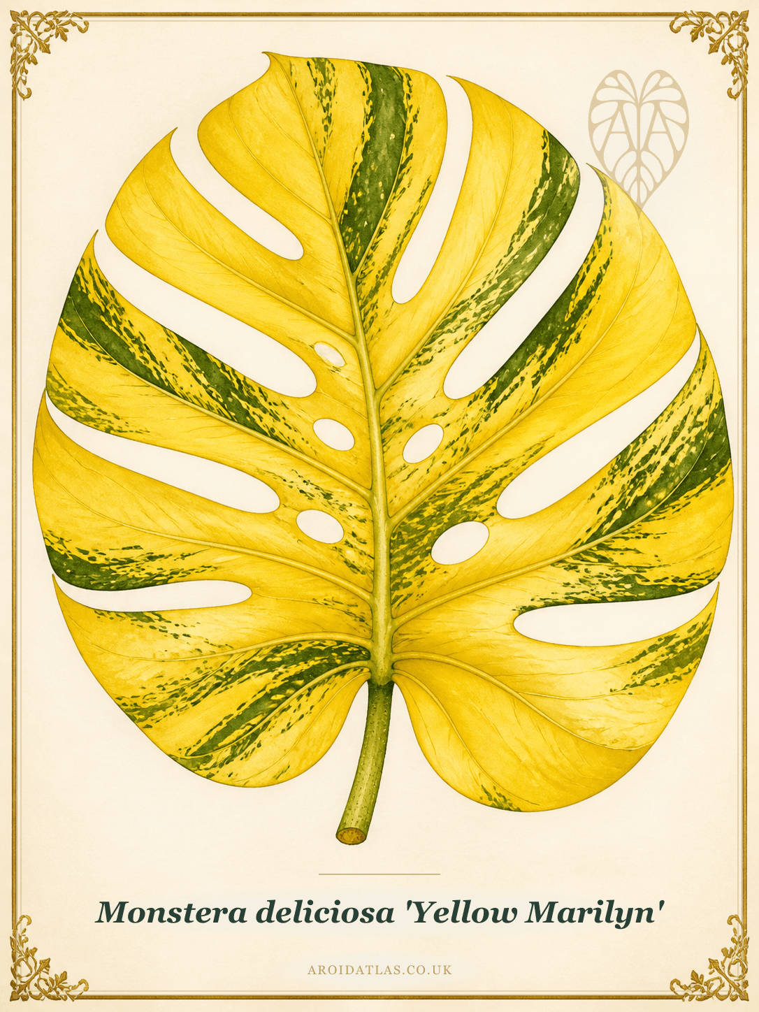 Yellow Marilyn Monstera