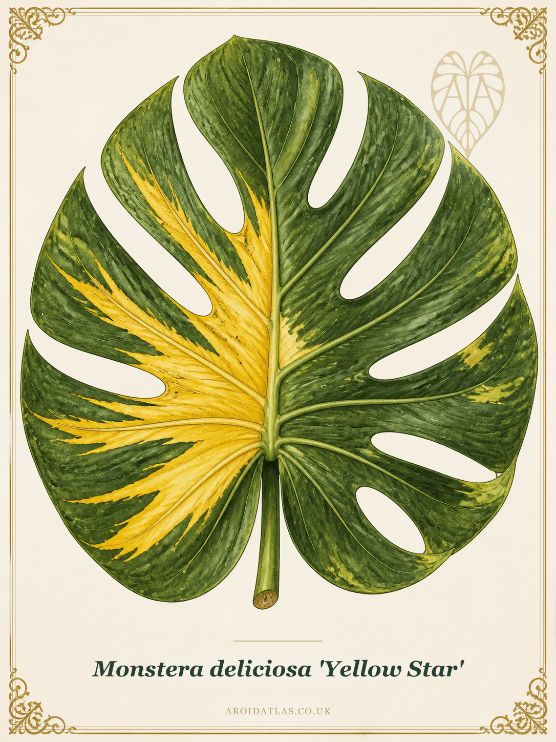 Yellow Star Monstera
