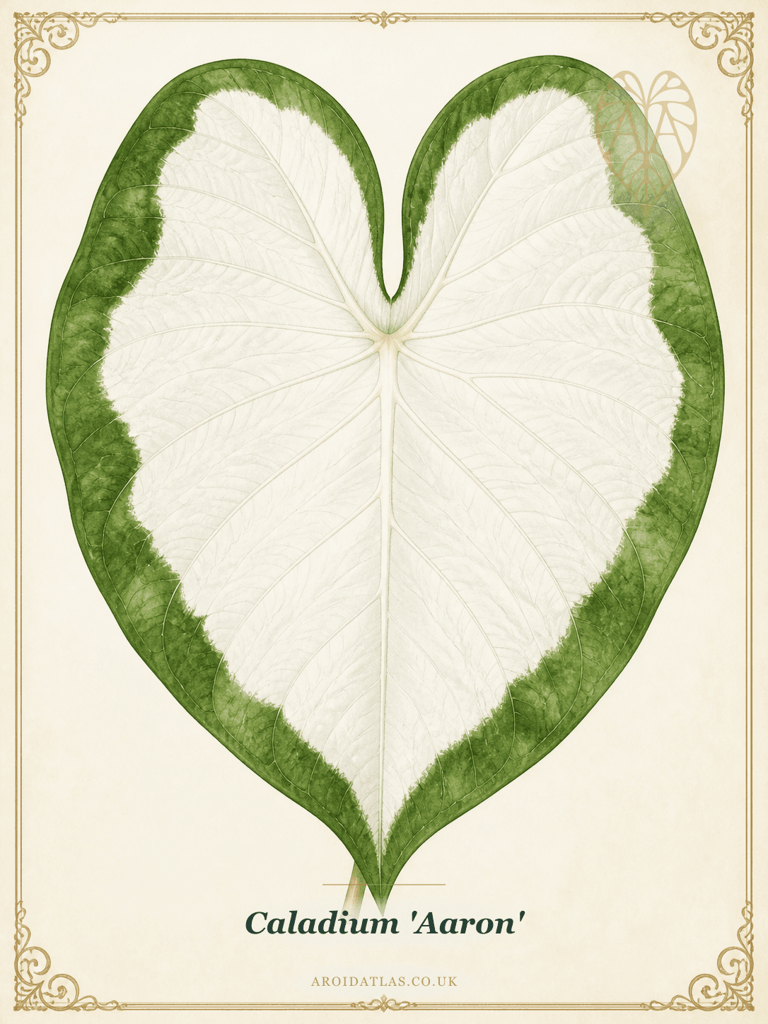 Aaron Caladium