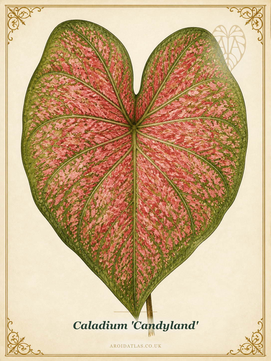 Candyland Caladium