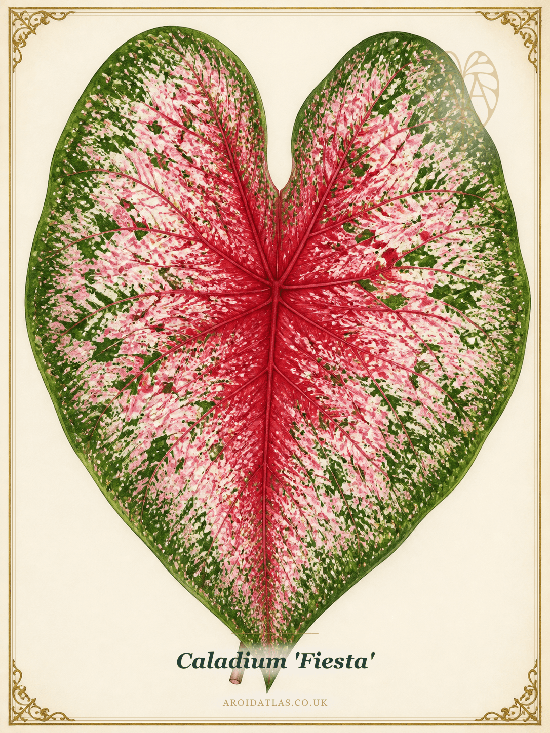 Fiesta Caladium