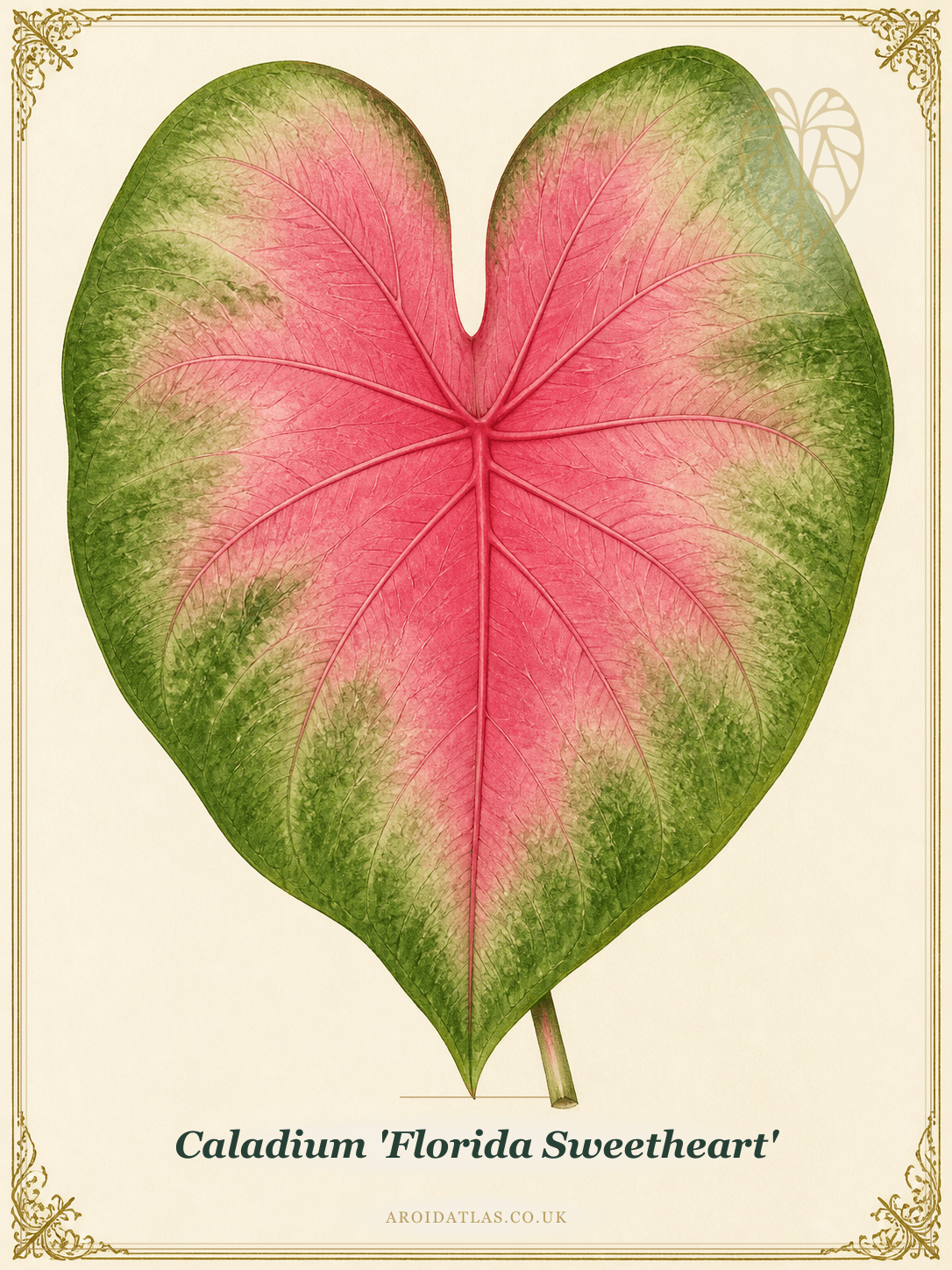Florida Sweetheart Caladium