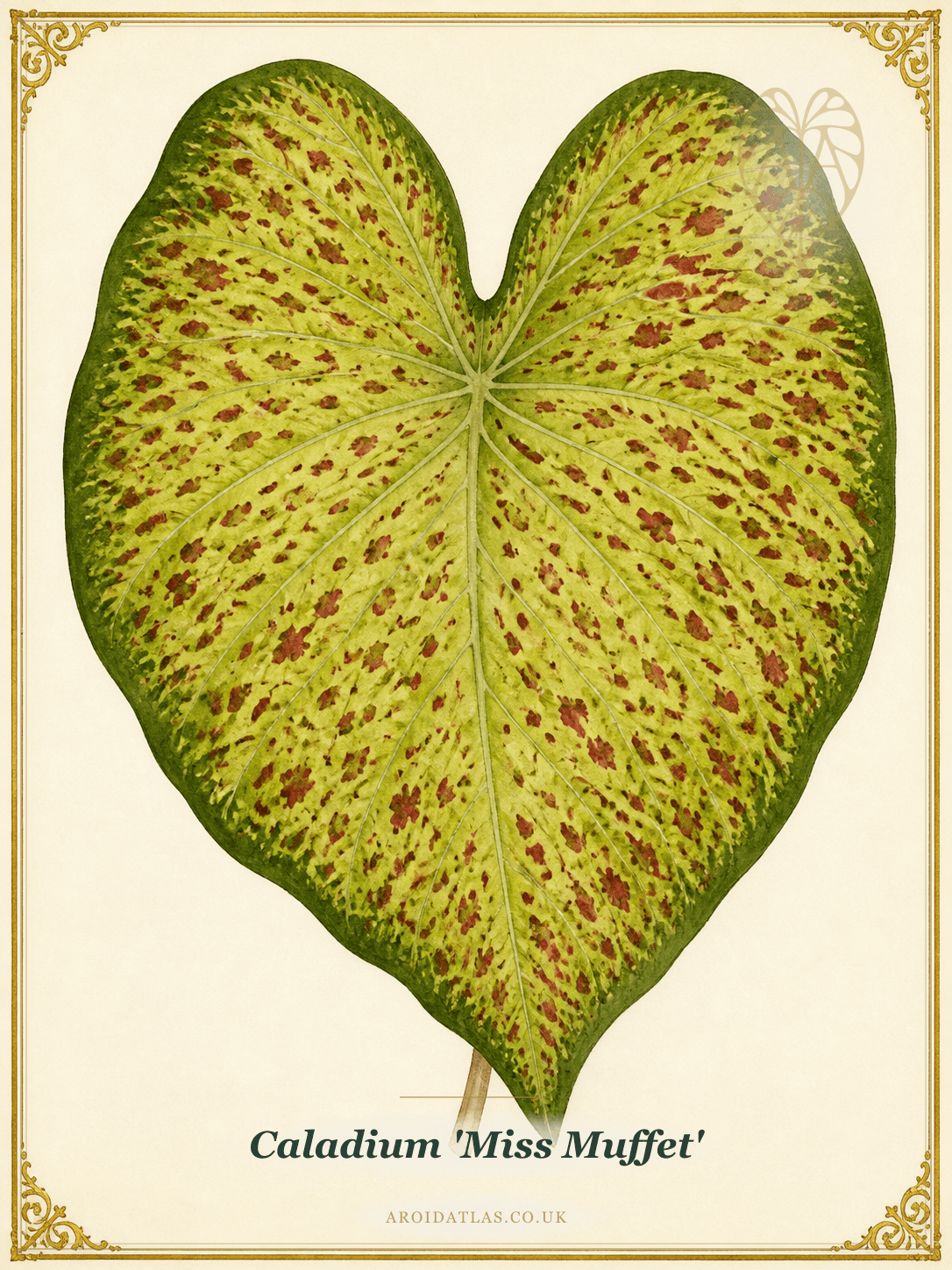 Miss Muffet Caladium