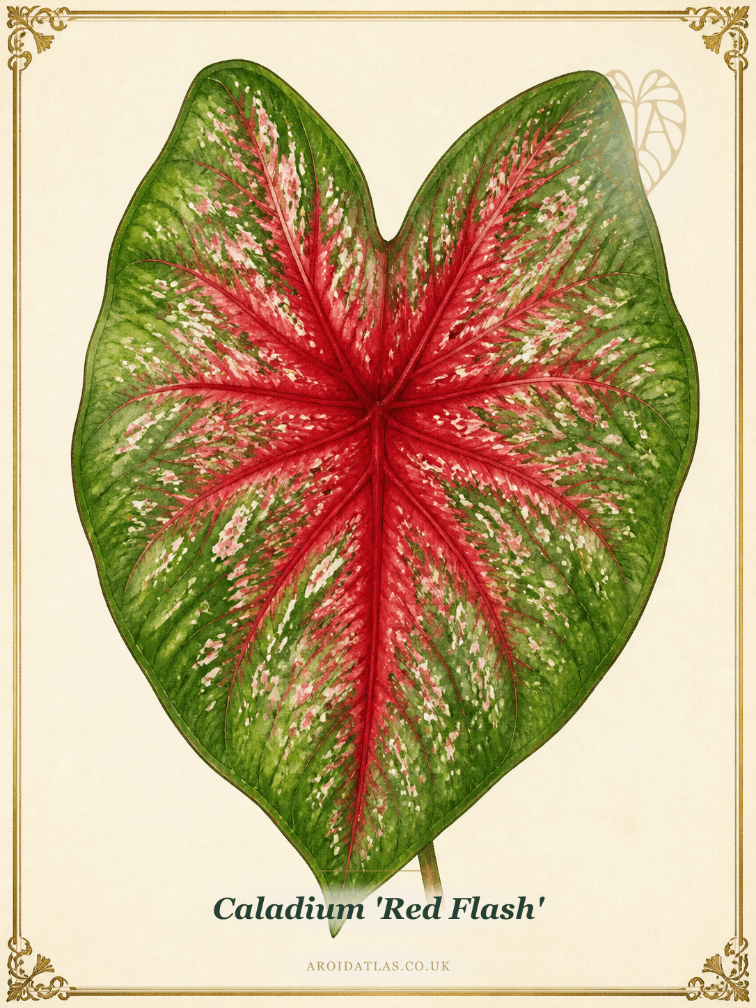 Red Flash Caladium