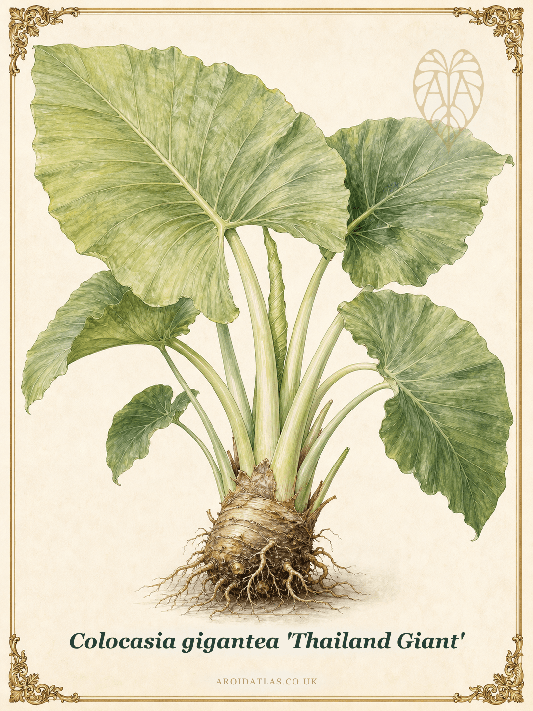Colocasia gigantea