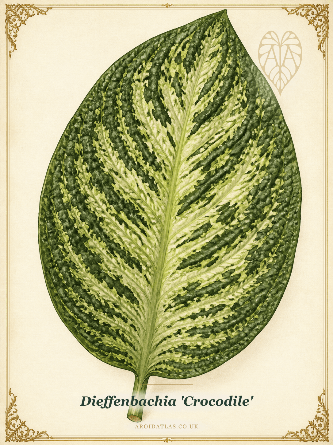 Crocodile Dumb Cane
