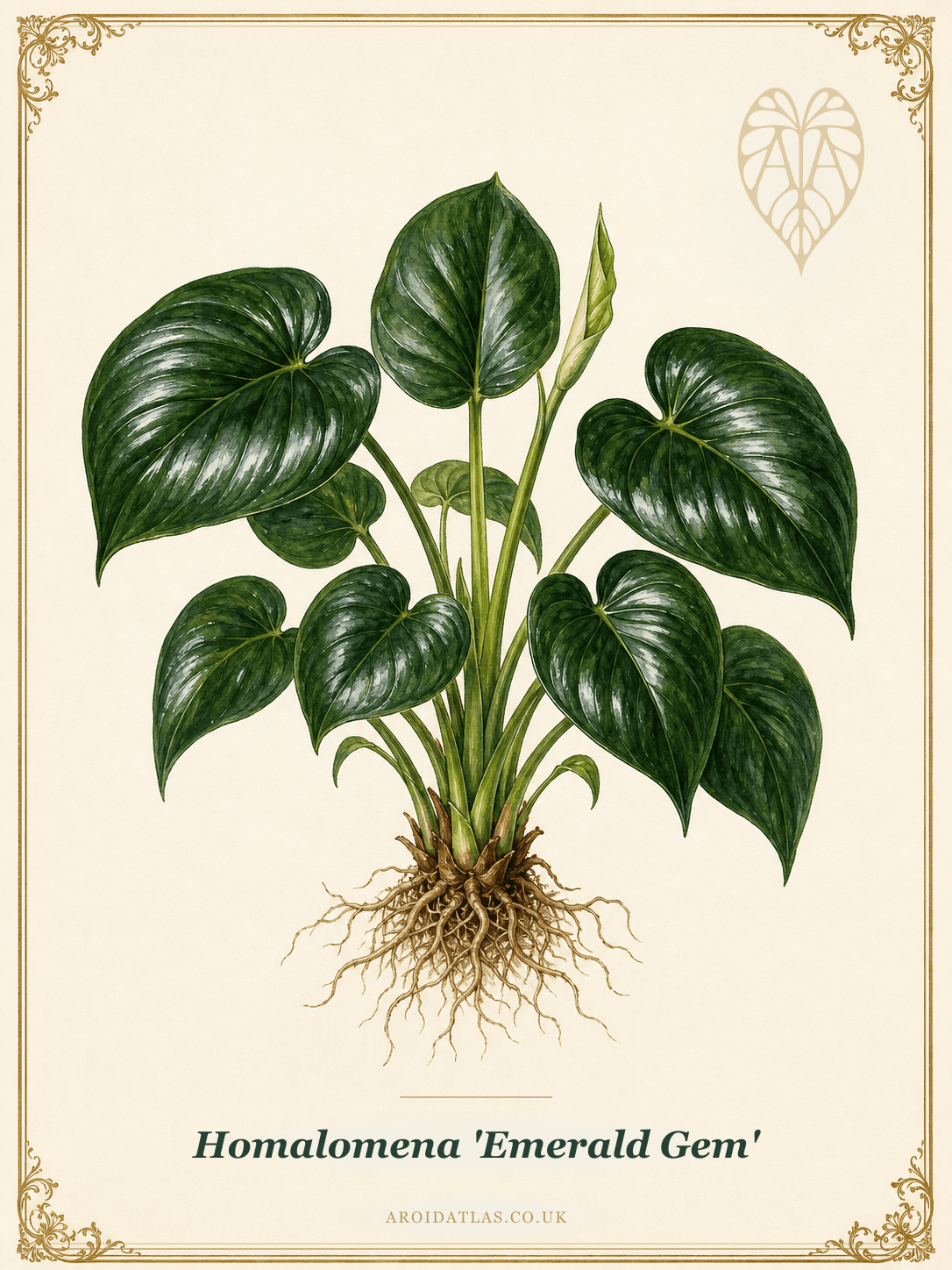 Homalomena 'Emerald Gem'