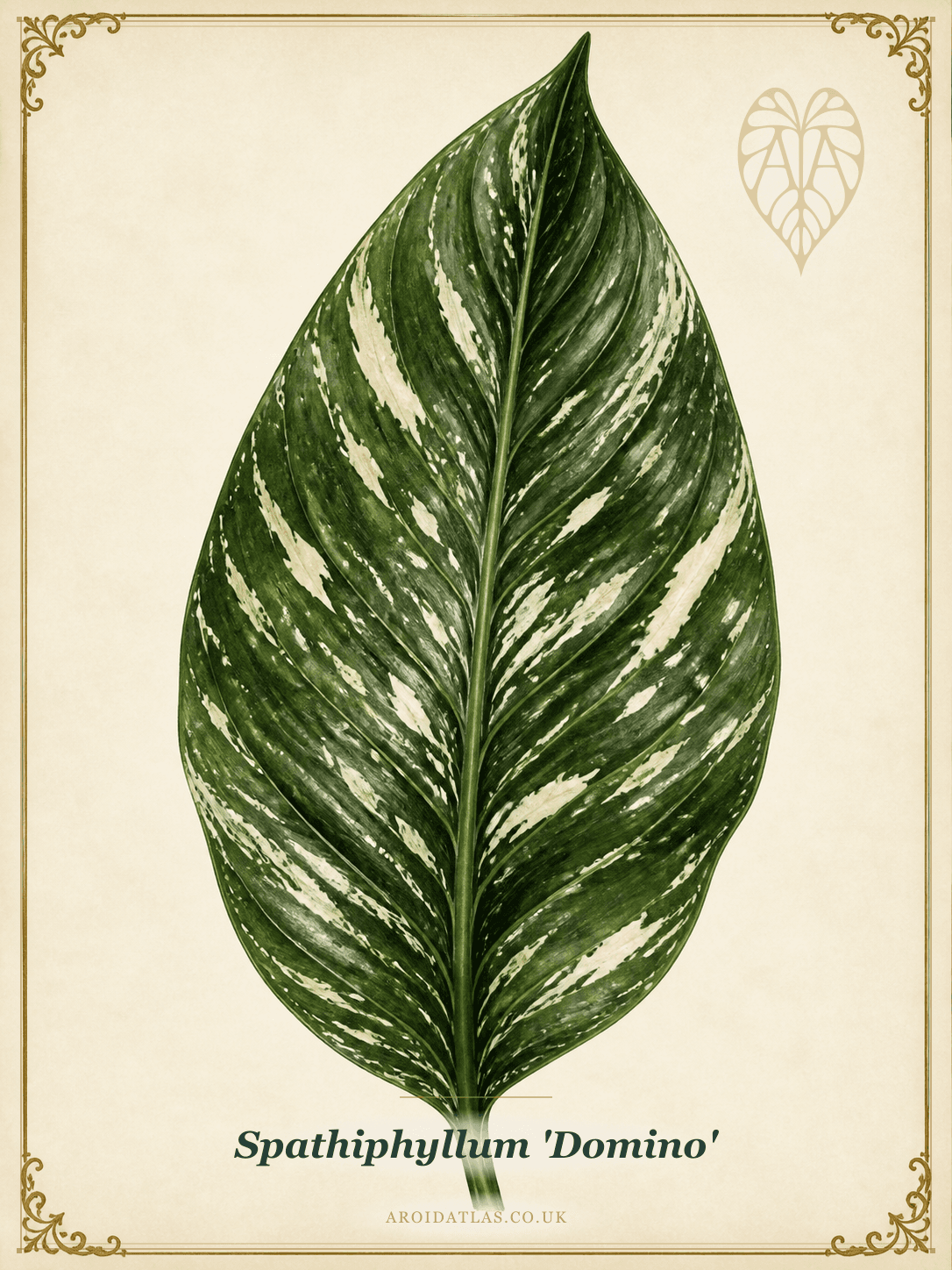 Domino Peace Lily