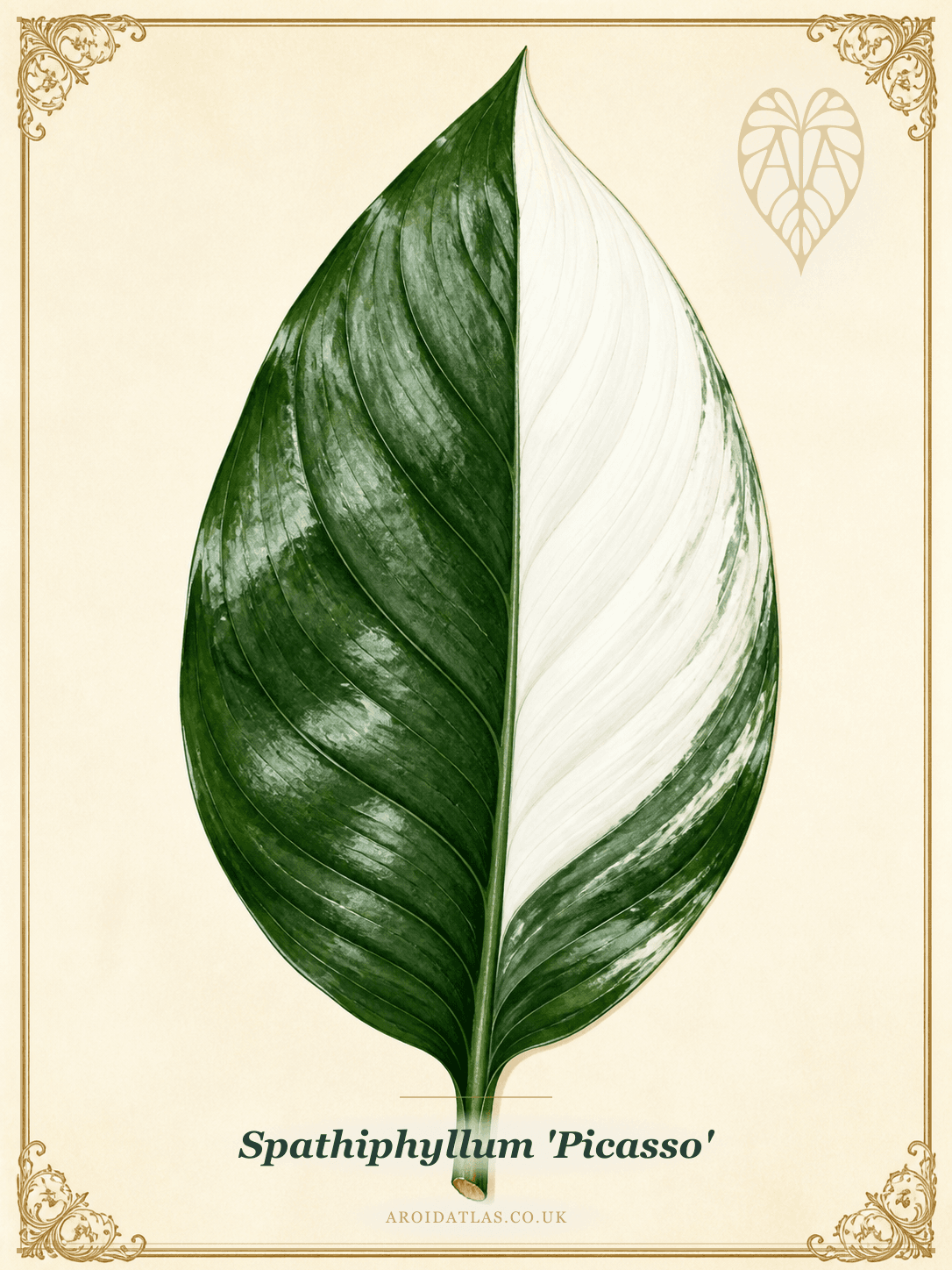 Picasso Peace Lily