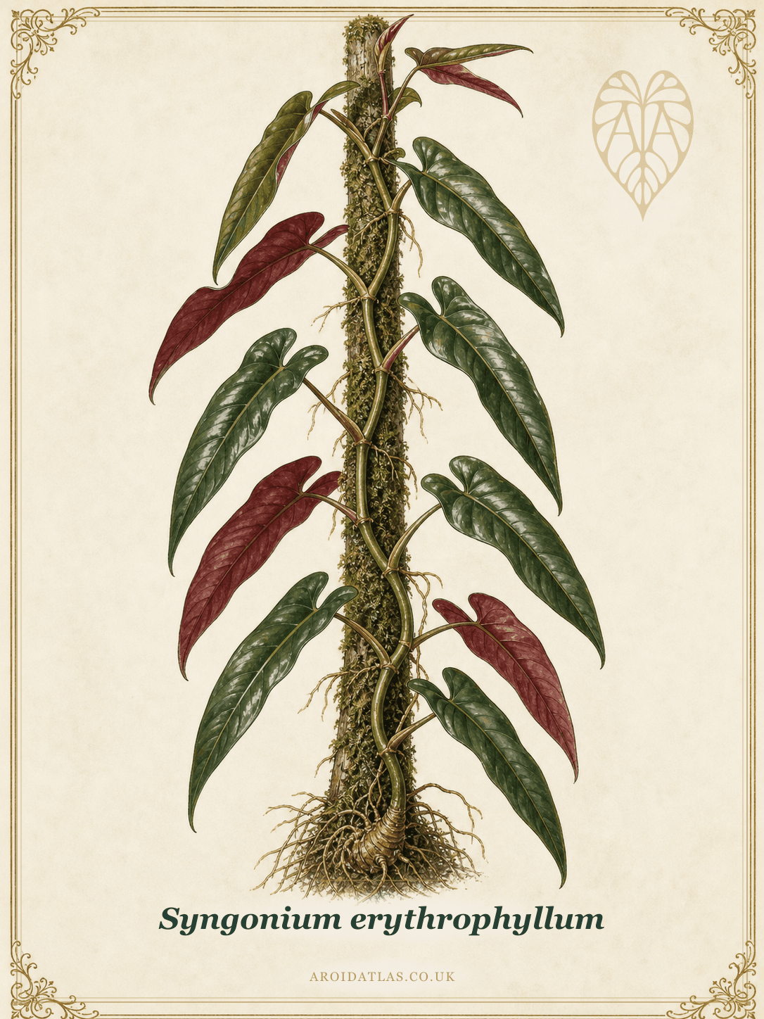 Llano Carti Road Syngonium