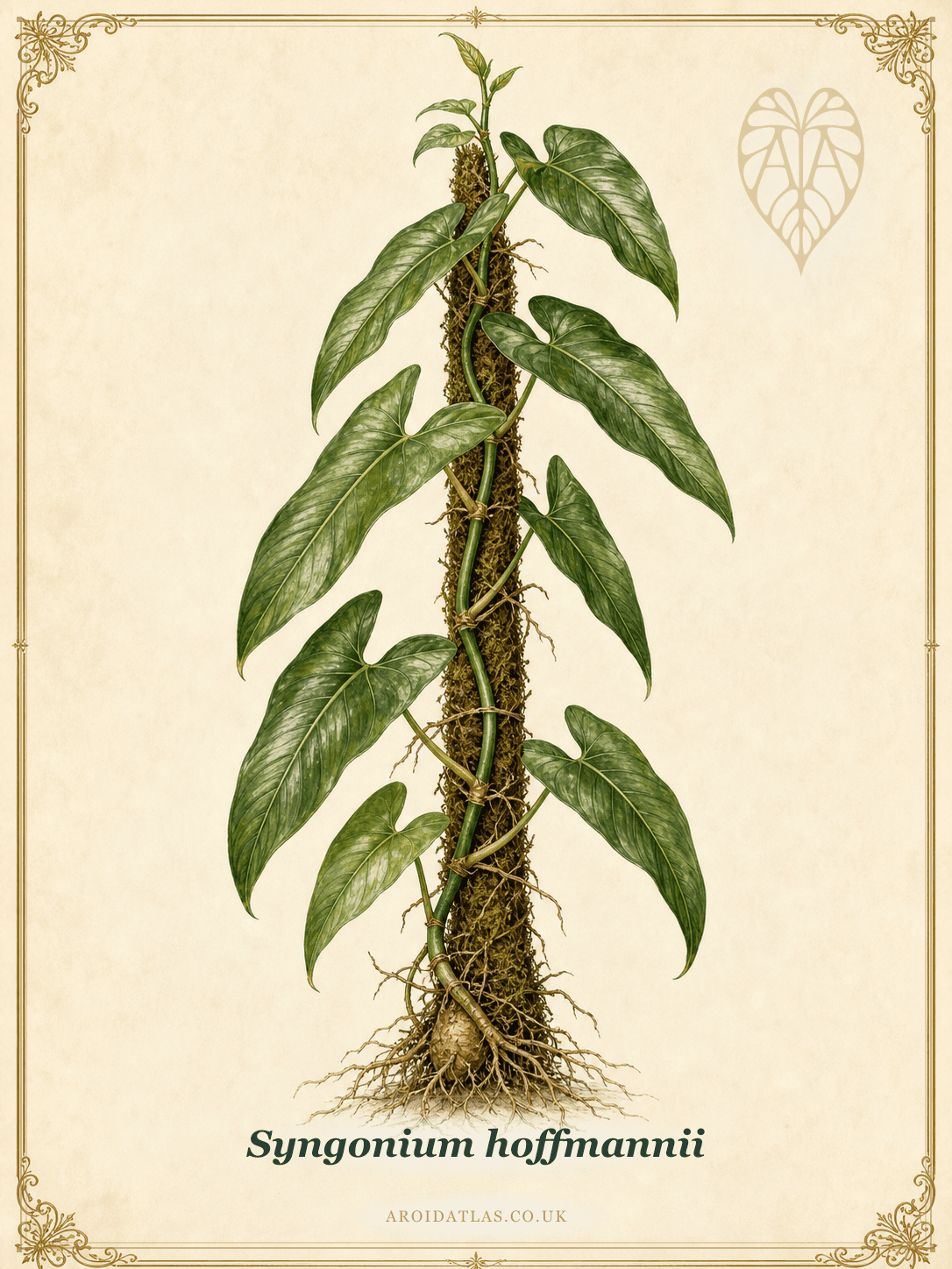 Hoffmannii Syngonium