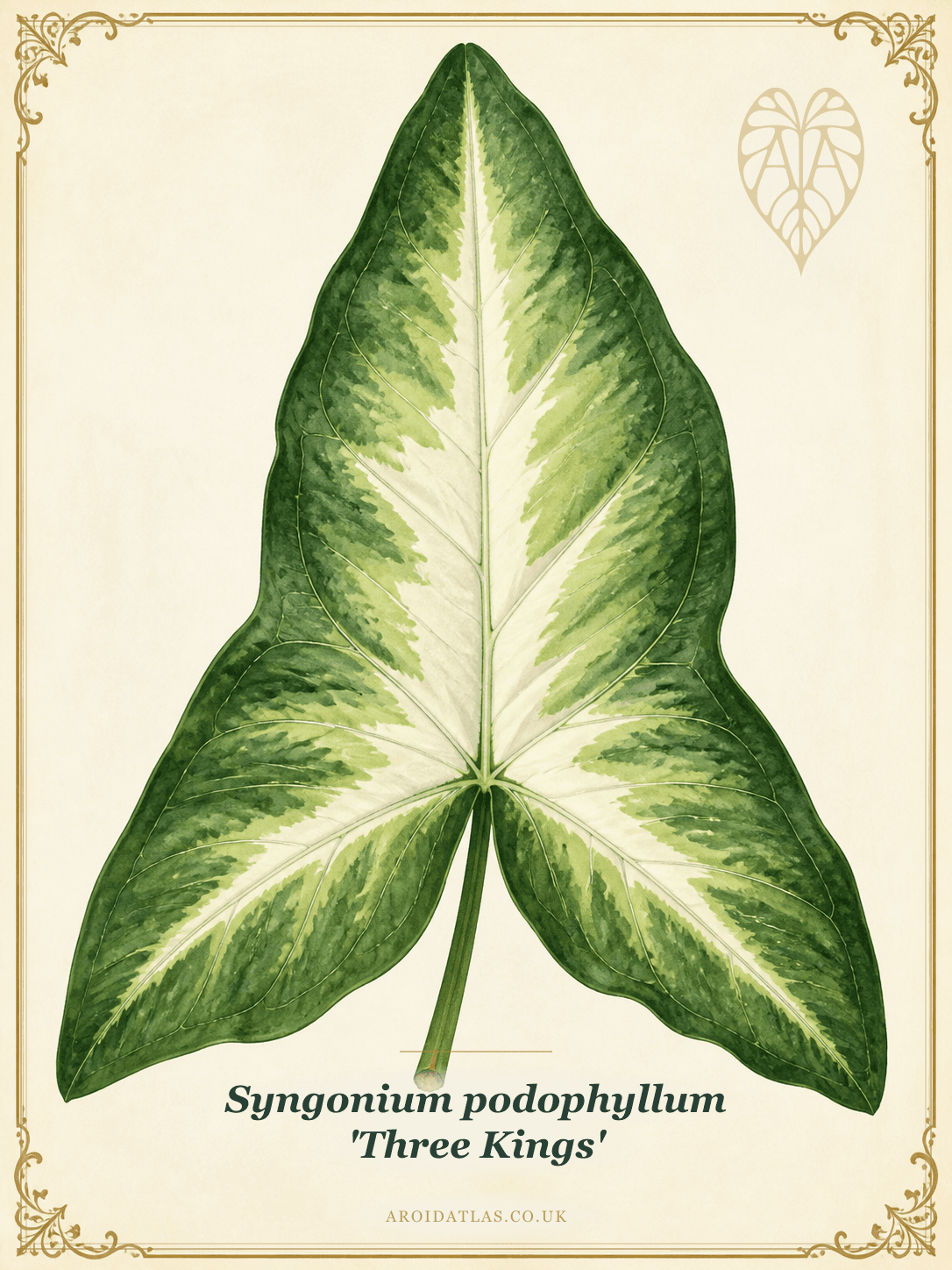 Three Kings Syngonium