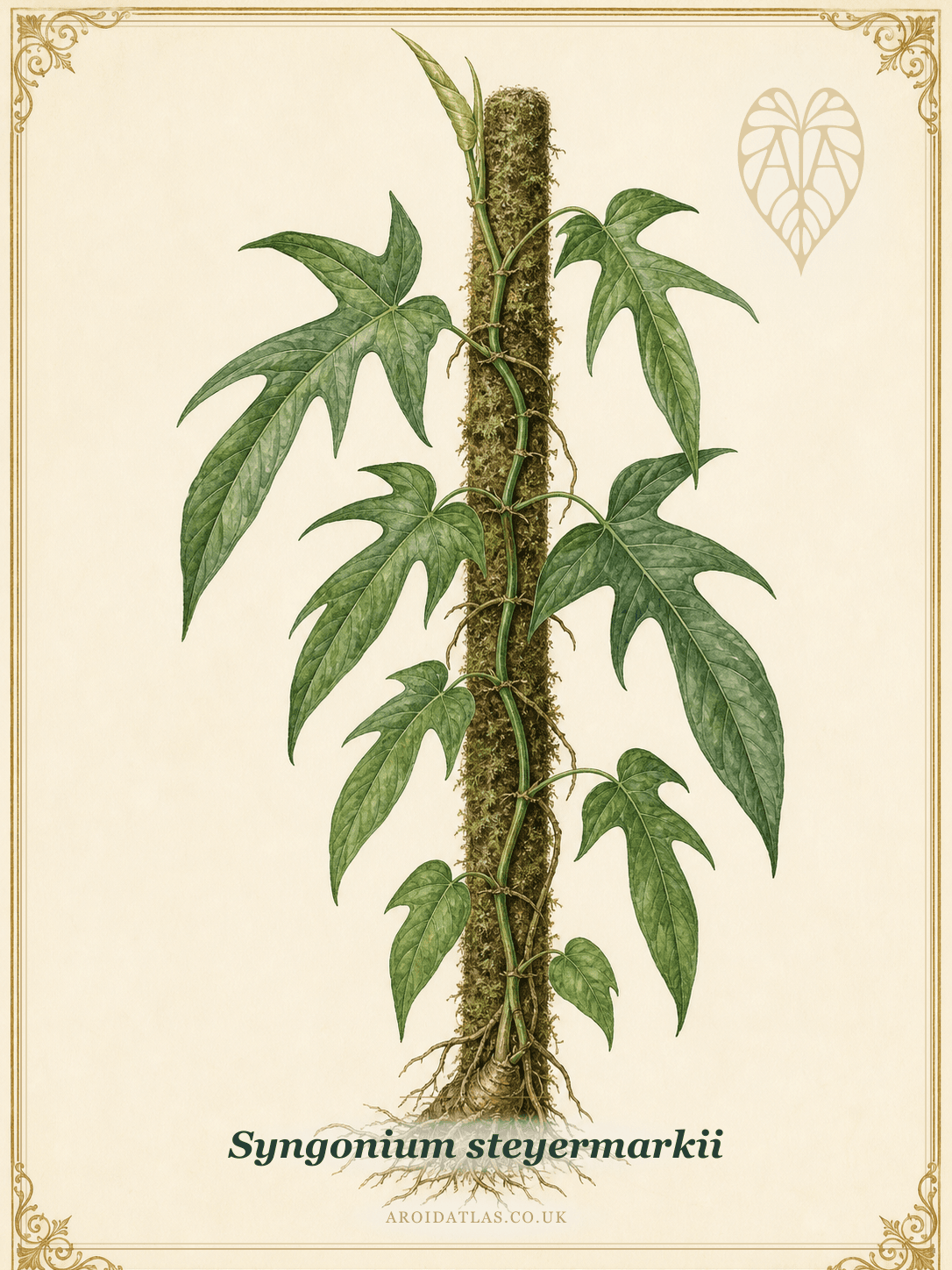 Steyermarkii Syngonium