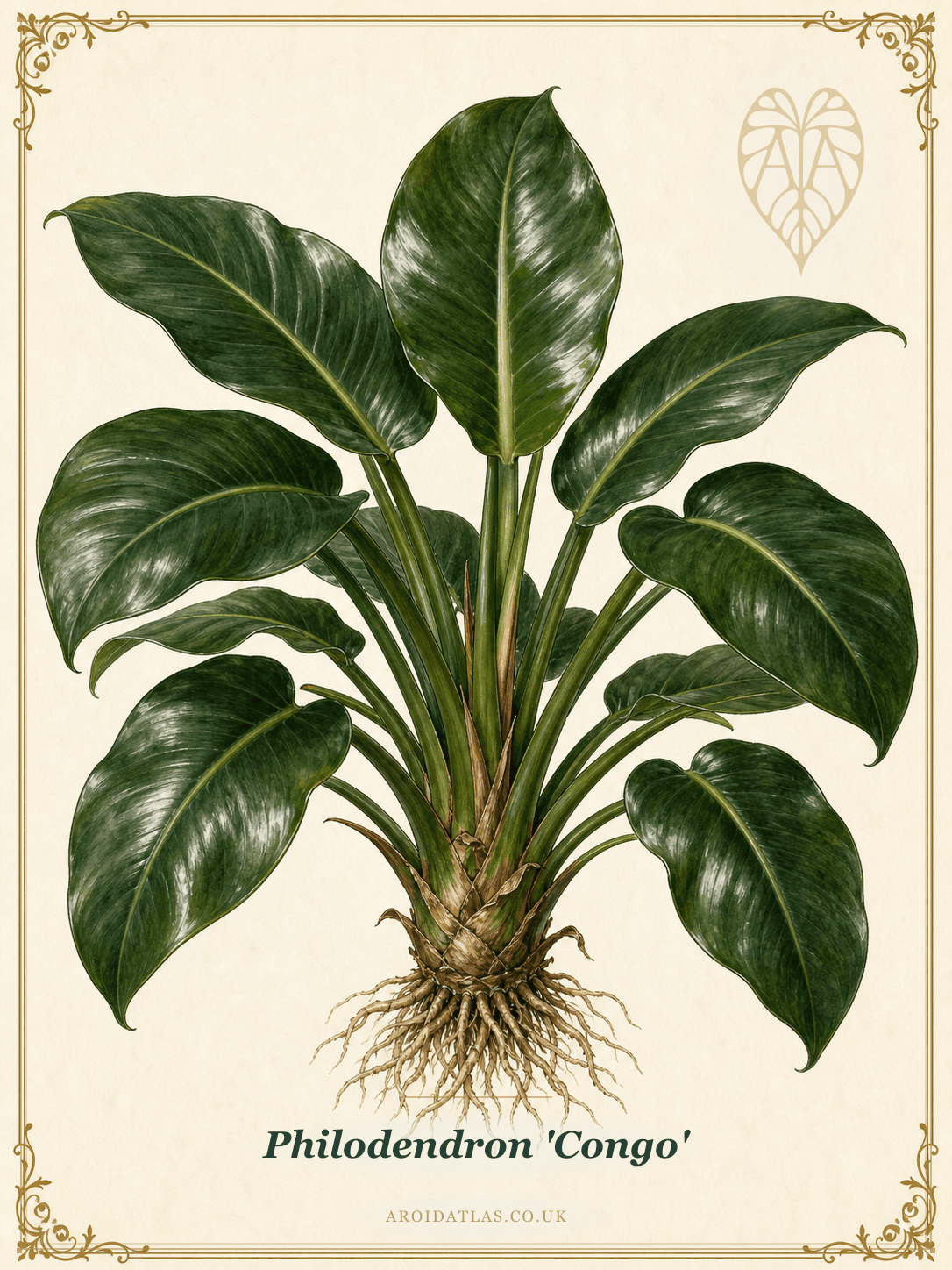 Congo Philodendron