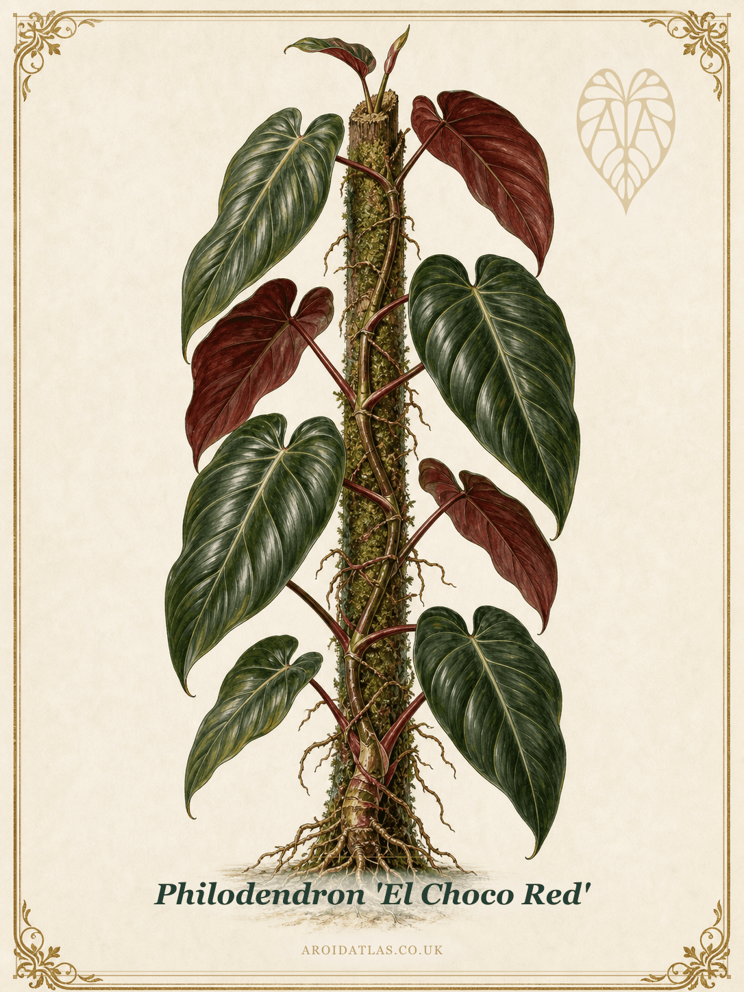 El Choco Red Philodendron