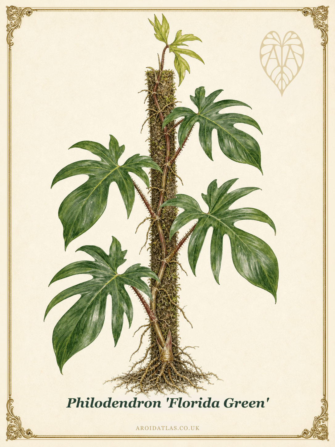Florida Green Philodendron