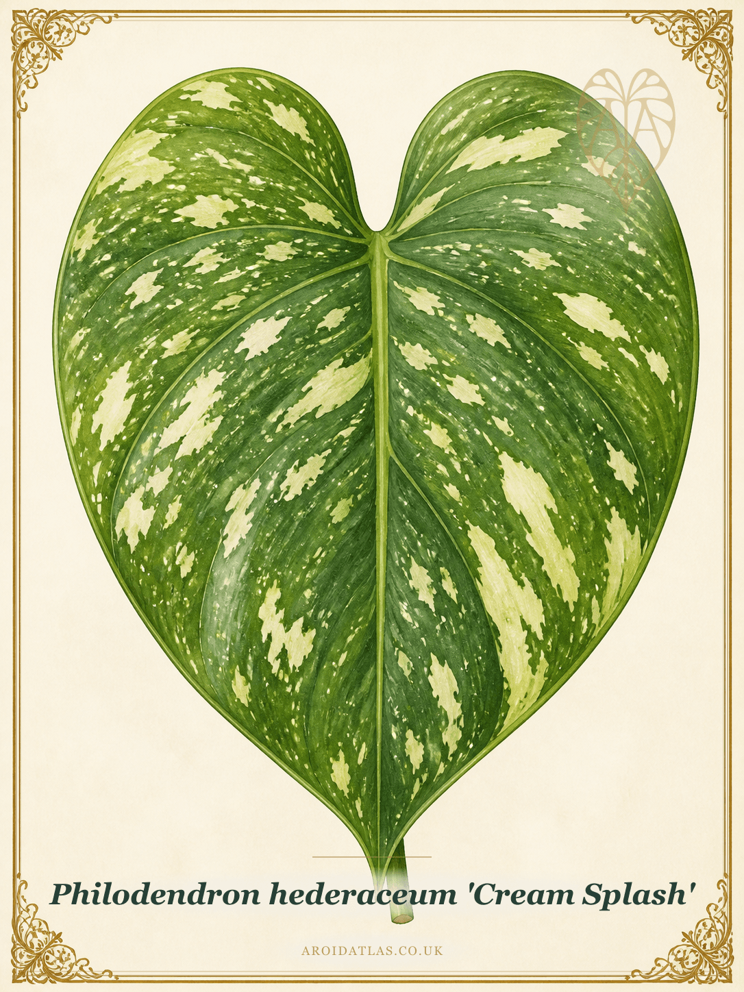Cream Splash Philodendron