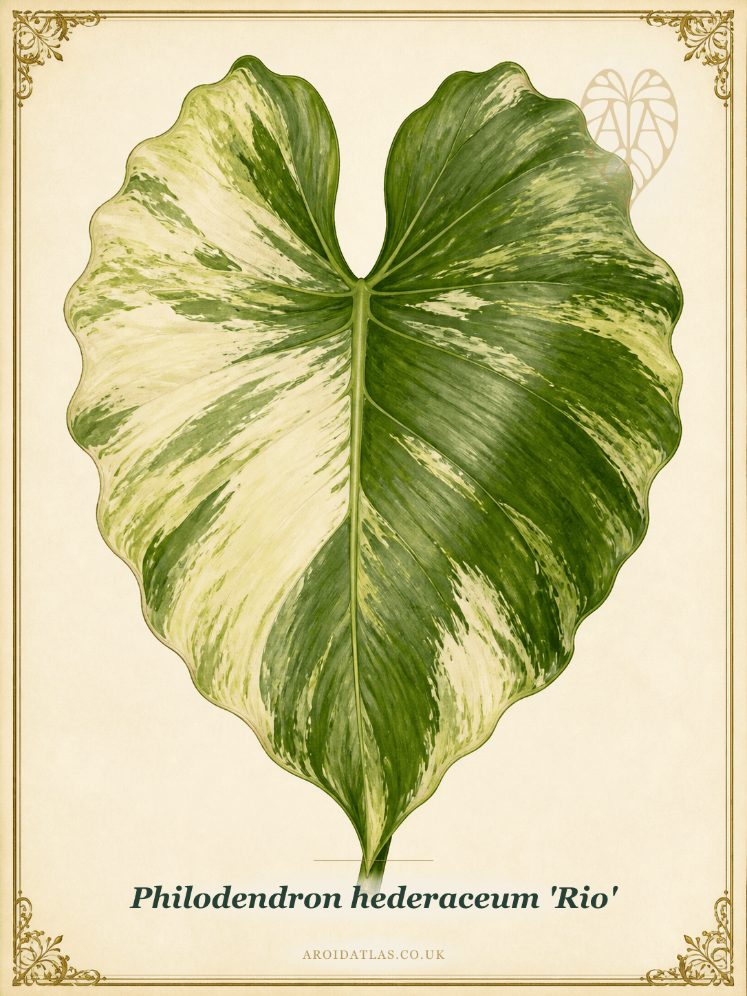 Rio Philodendron