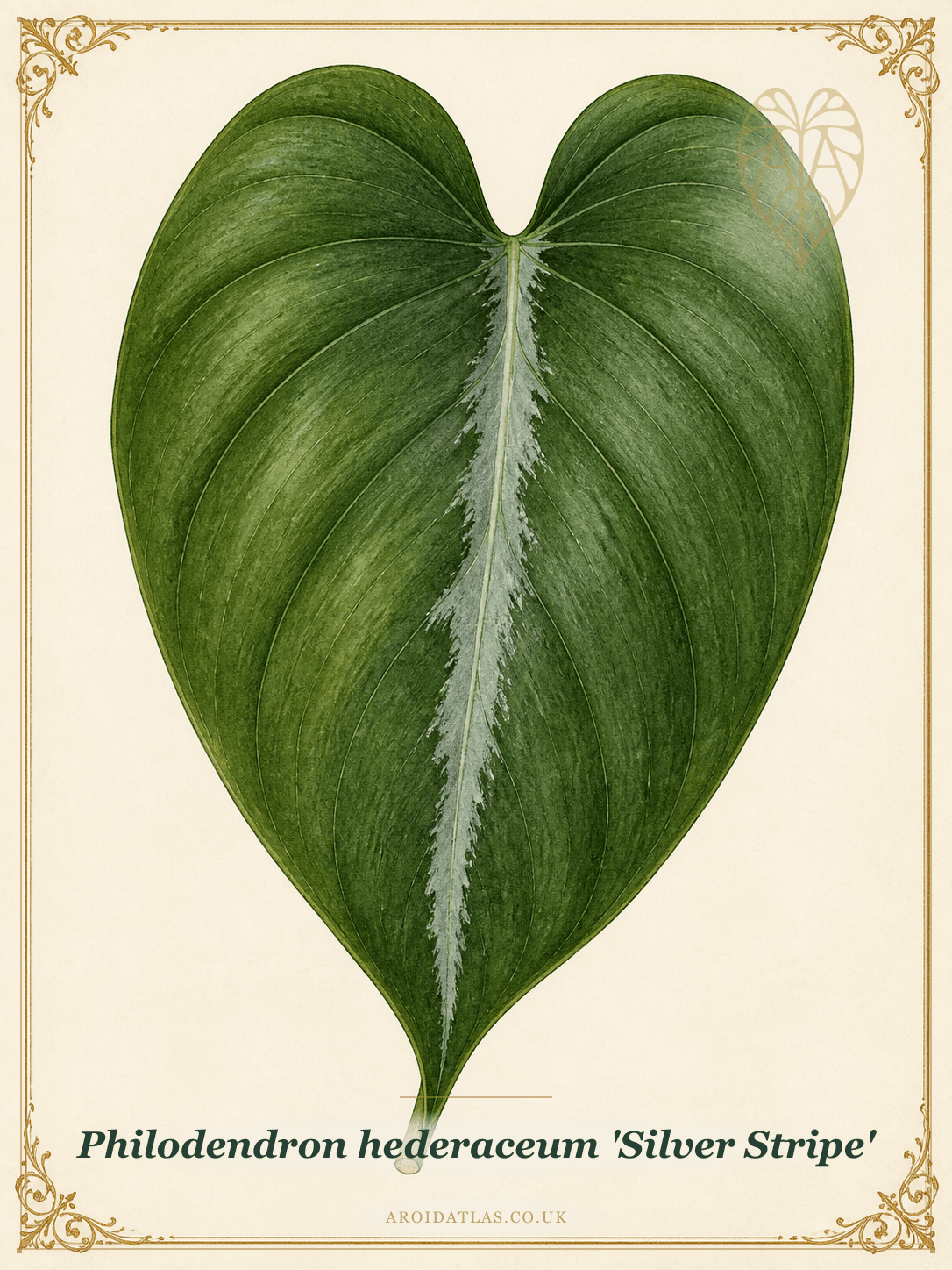 Silver Stripe Philodendron