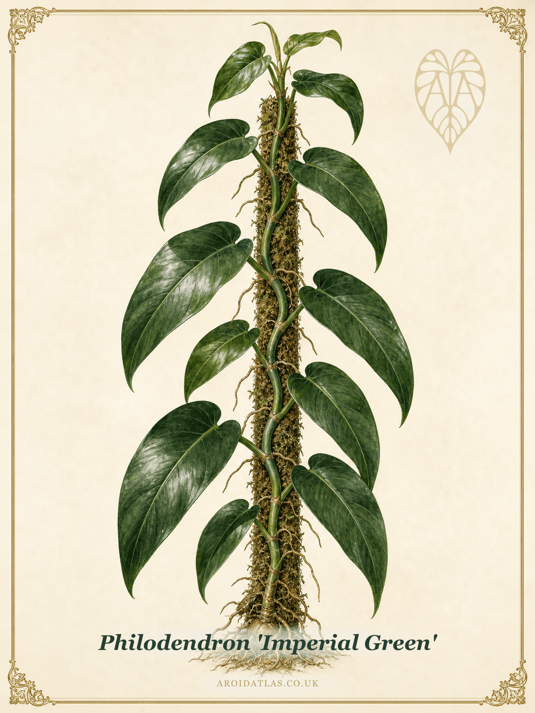 Imperial Green Philodendron