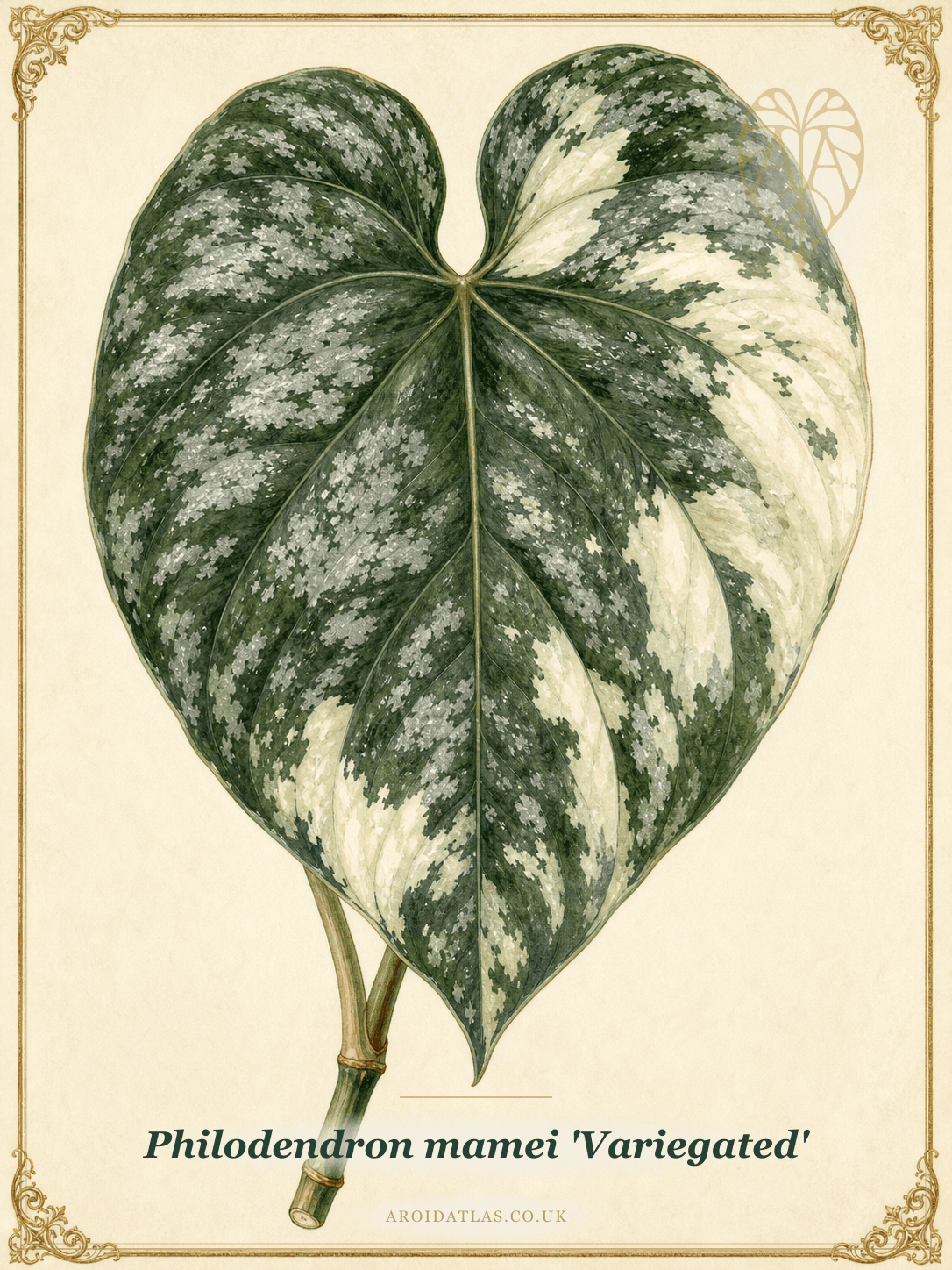 Philodendron mamei 'Variegated'