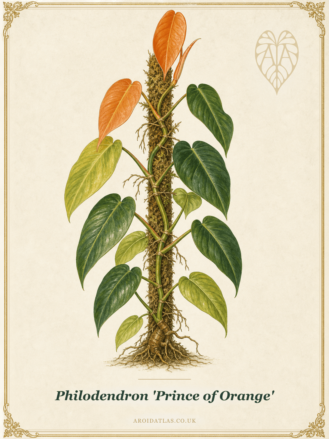 Prince of Orange Philodendron