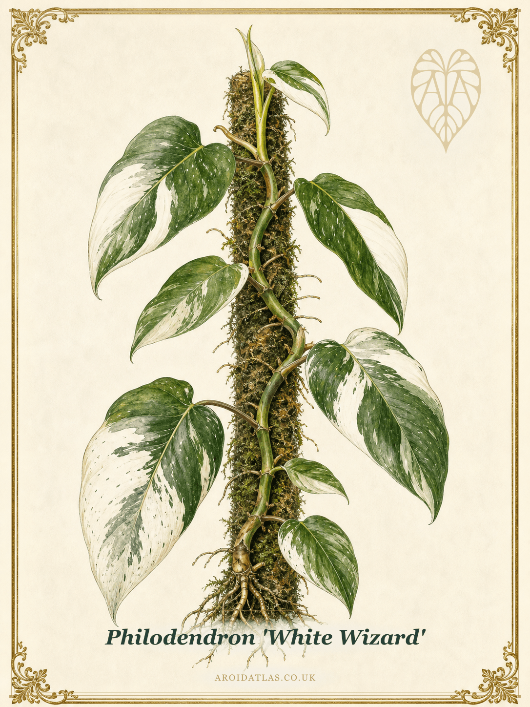 White Wizard Philodendron