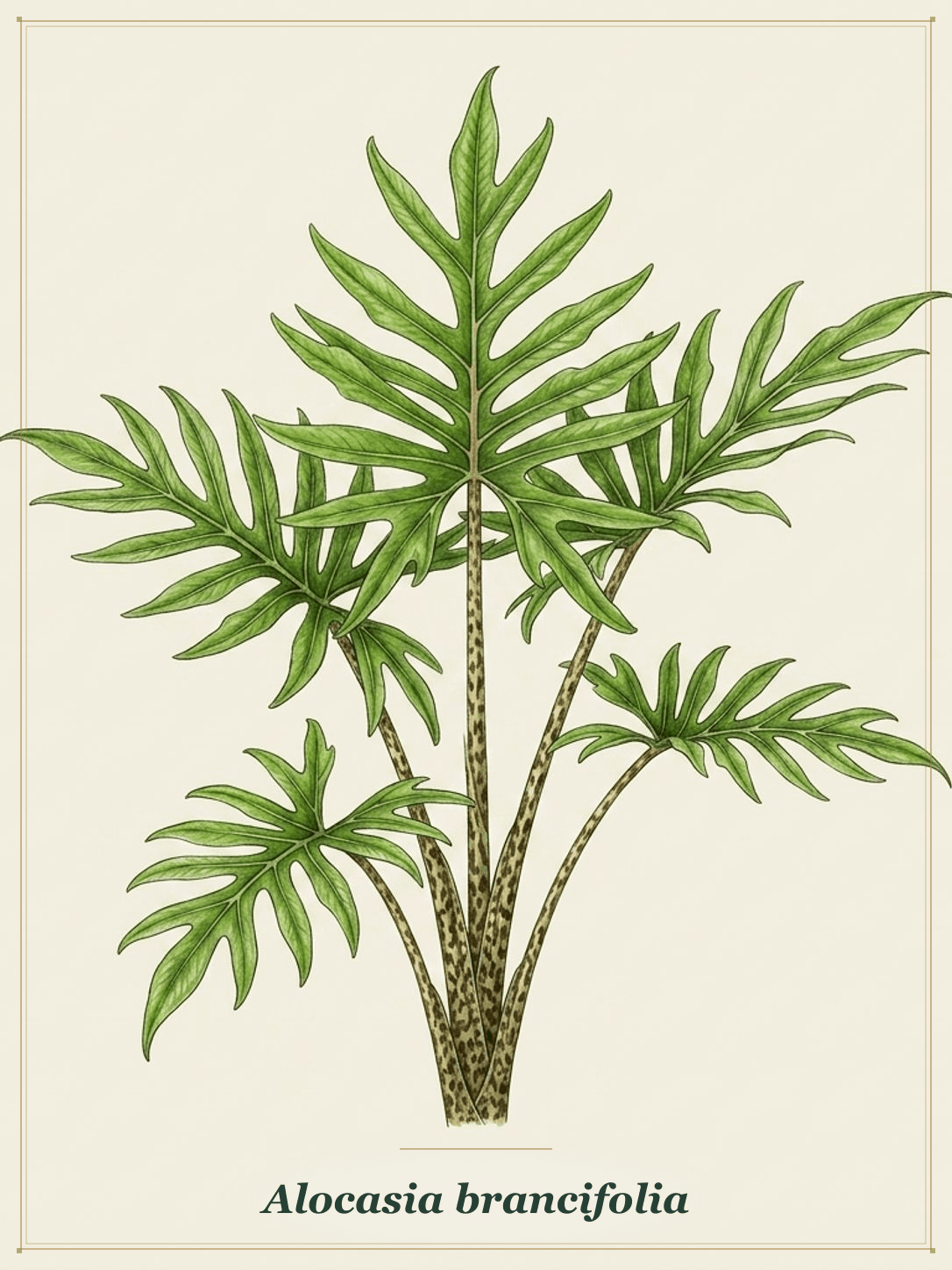 Hand-leaf Alocasia