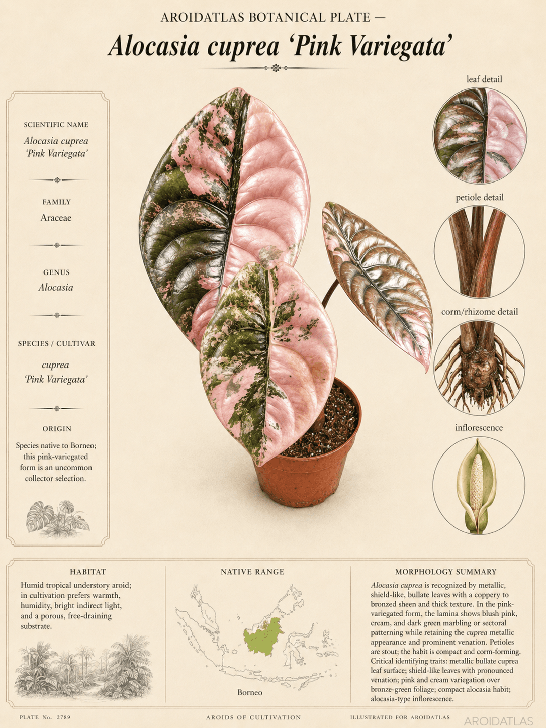 Alocasia cuprea 'Pink Variegata'