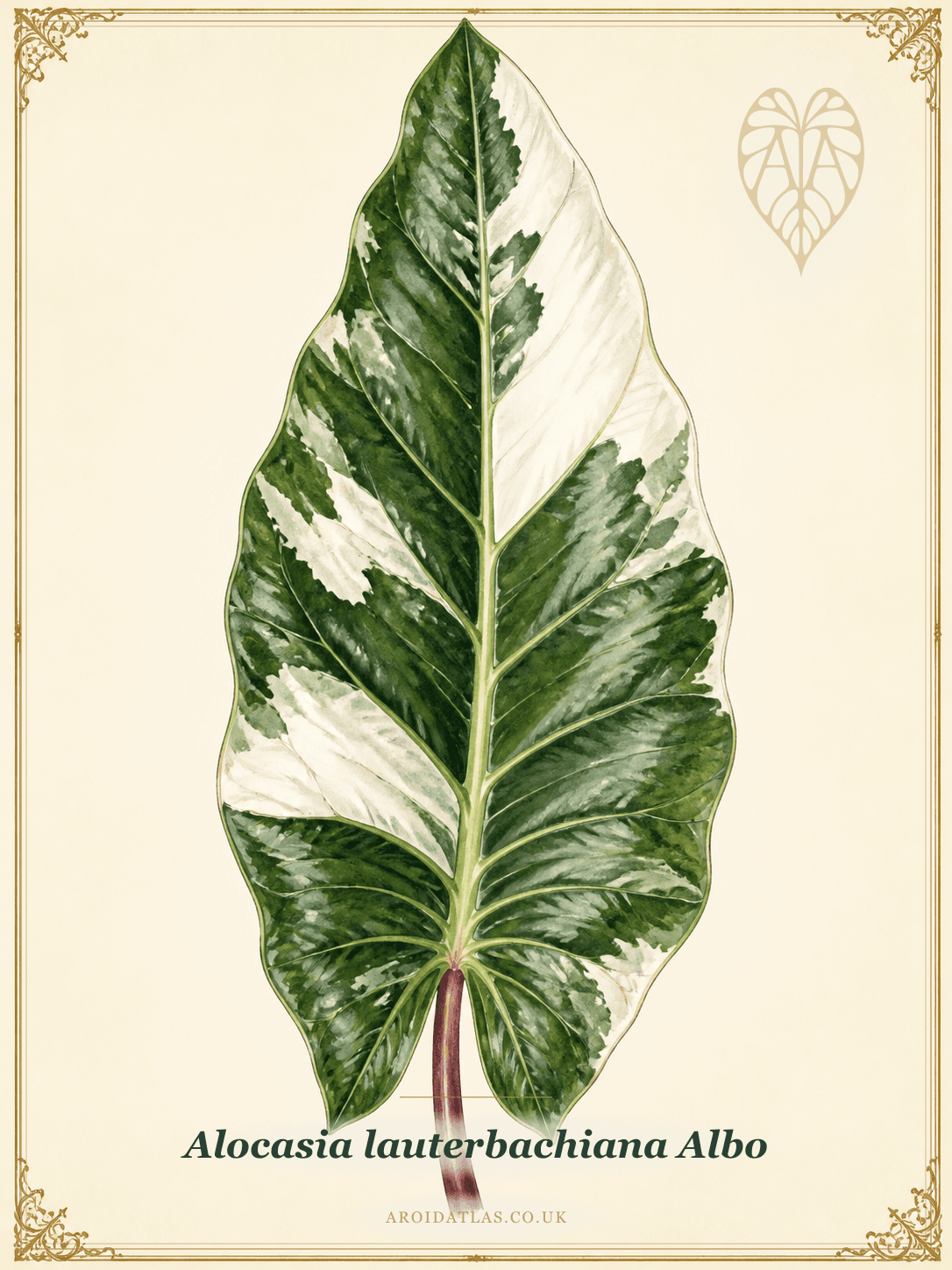 Albo Lauterbachiana Alocasia