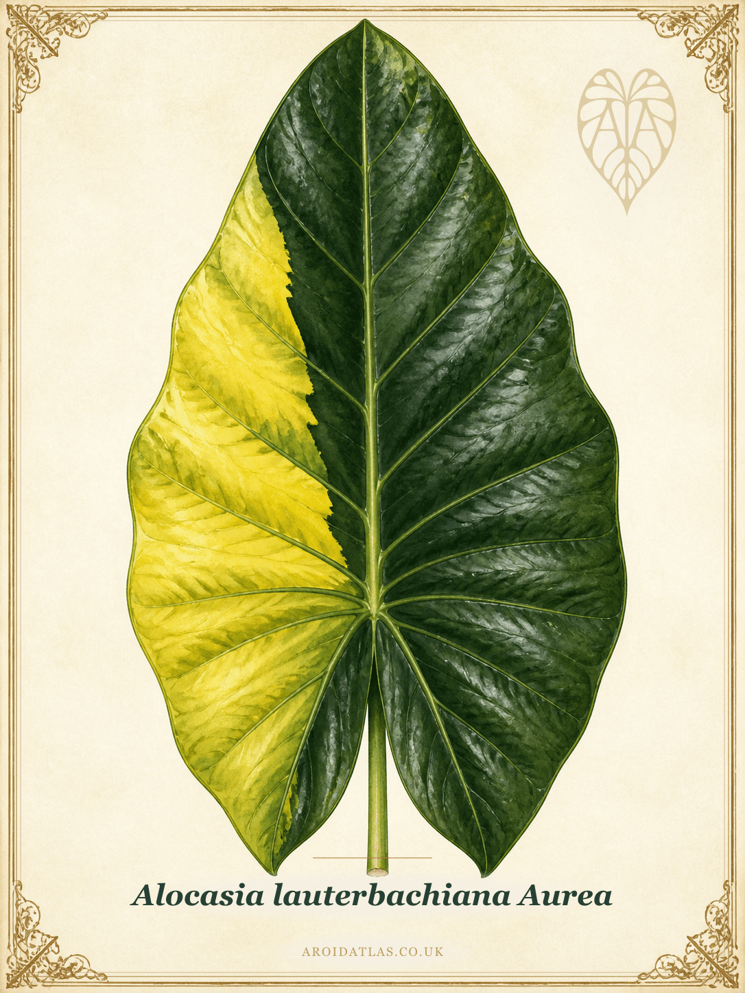 Aurea Lauterbachiana Alocasia