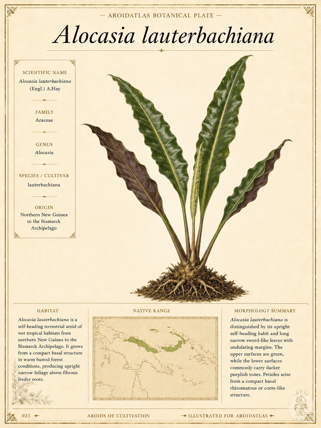 Purple Sword Alocasia