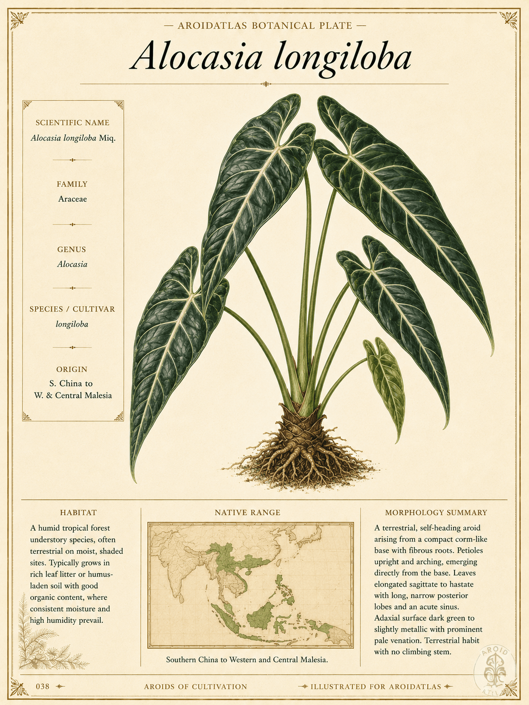 Alocasia longiloba