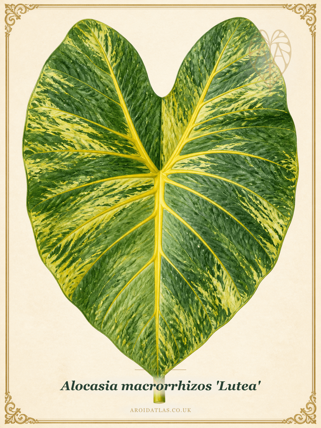 Golden Elephant Ear