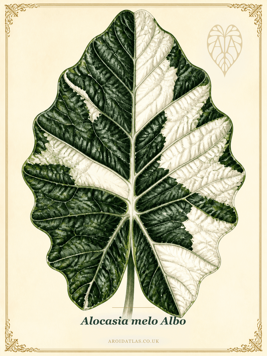 Albo Melo Alocasia
